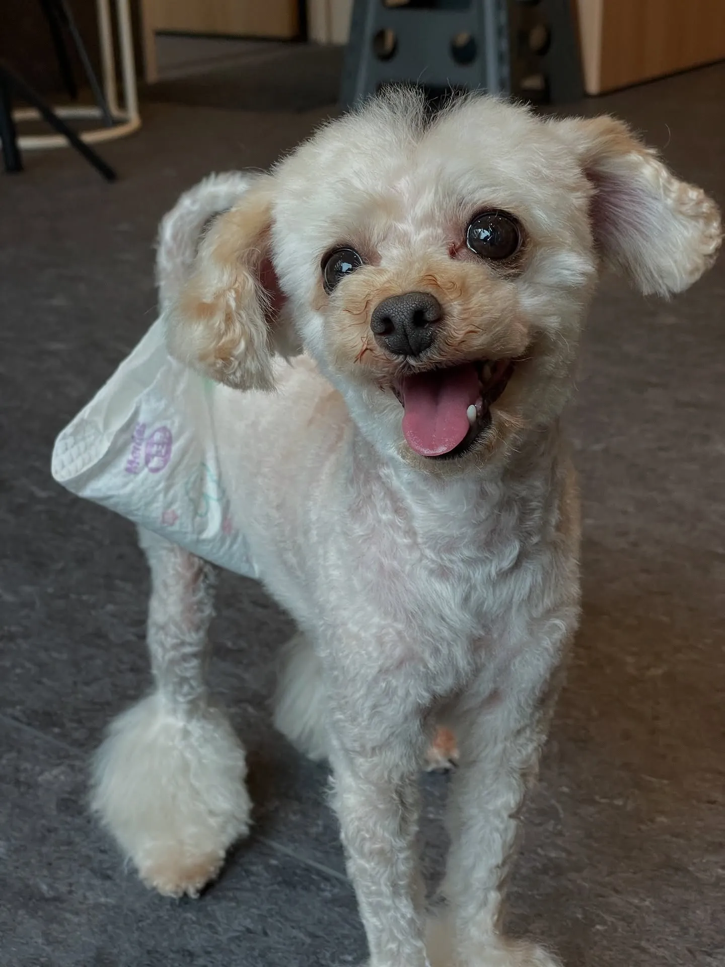 🐾 福岡市東区にある隠れ家的なトリミングサロン「Udog」🌟...