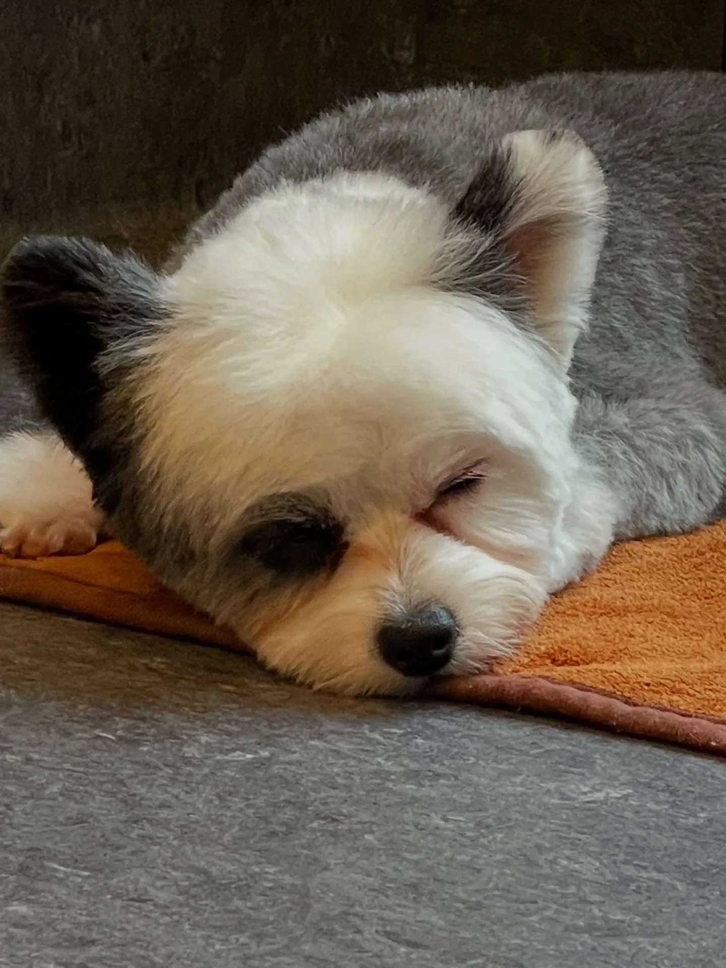 ✨🐶【福岡市東区のプレミアムドッグサロンUdog】🐾✨