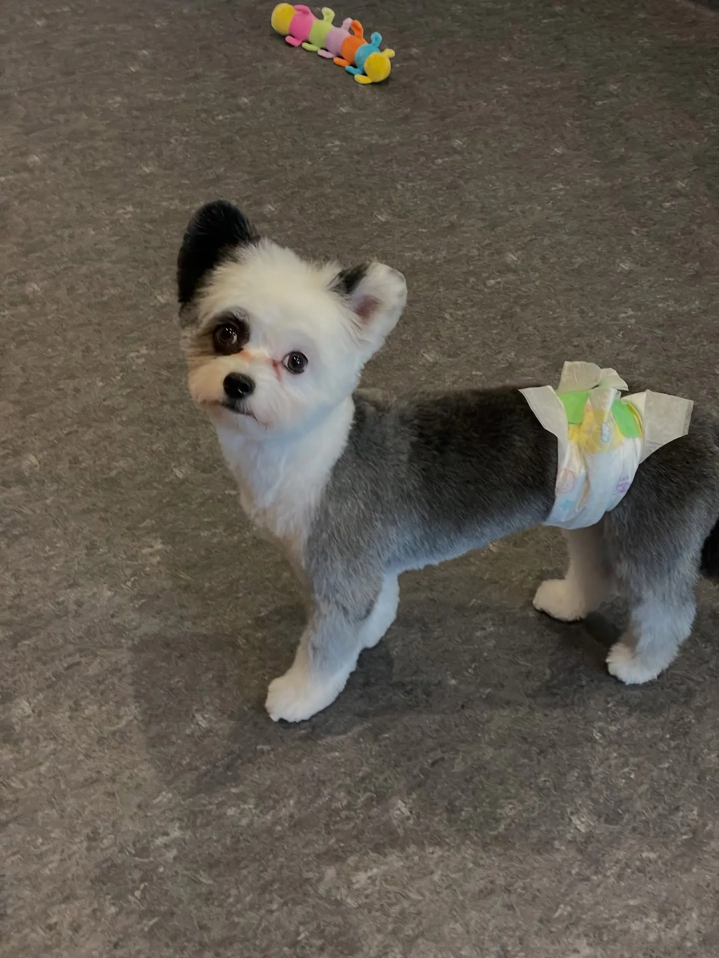 ✨🐶【福岡市東区のプレミアムドッグサロンUdog】🐾✨