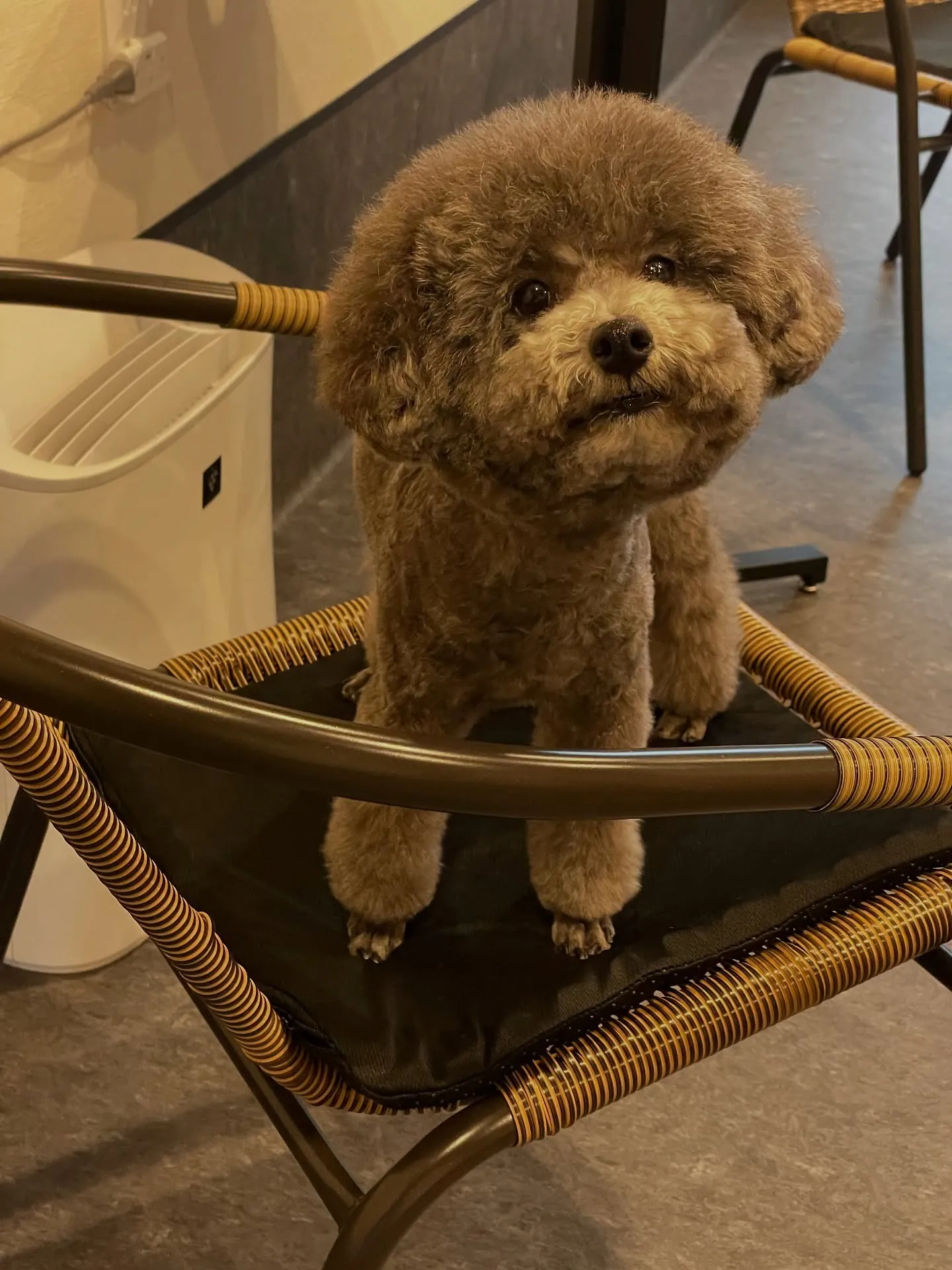 ✨🐶福岡市東区にあるトリミング専門店Udog！当サロンでは、...