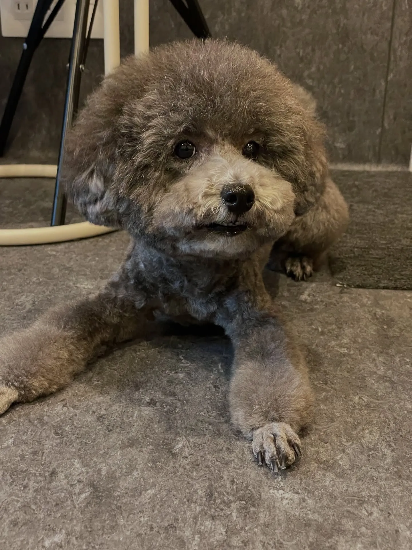 ✨🐶福岡市東区にあるトリミング専門店Udog！当サロンでは、...