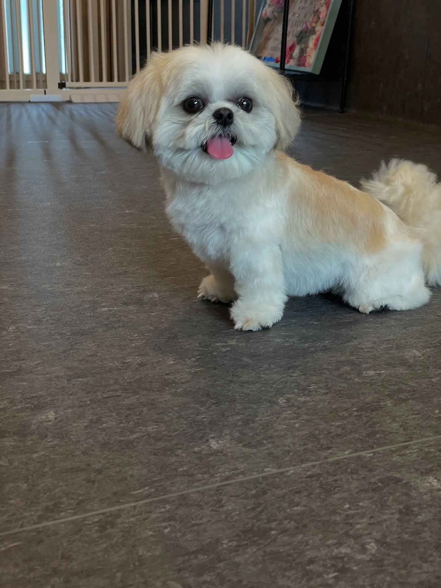 🐾✨福岡市東区の【トリミングサロン】では、こだわりのシャンプ...