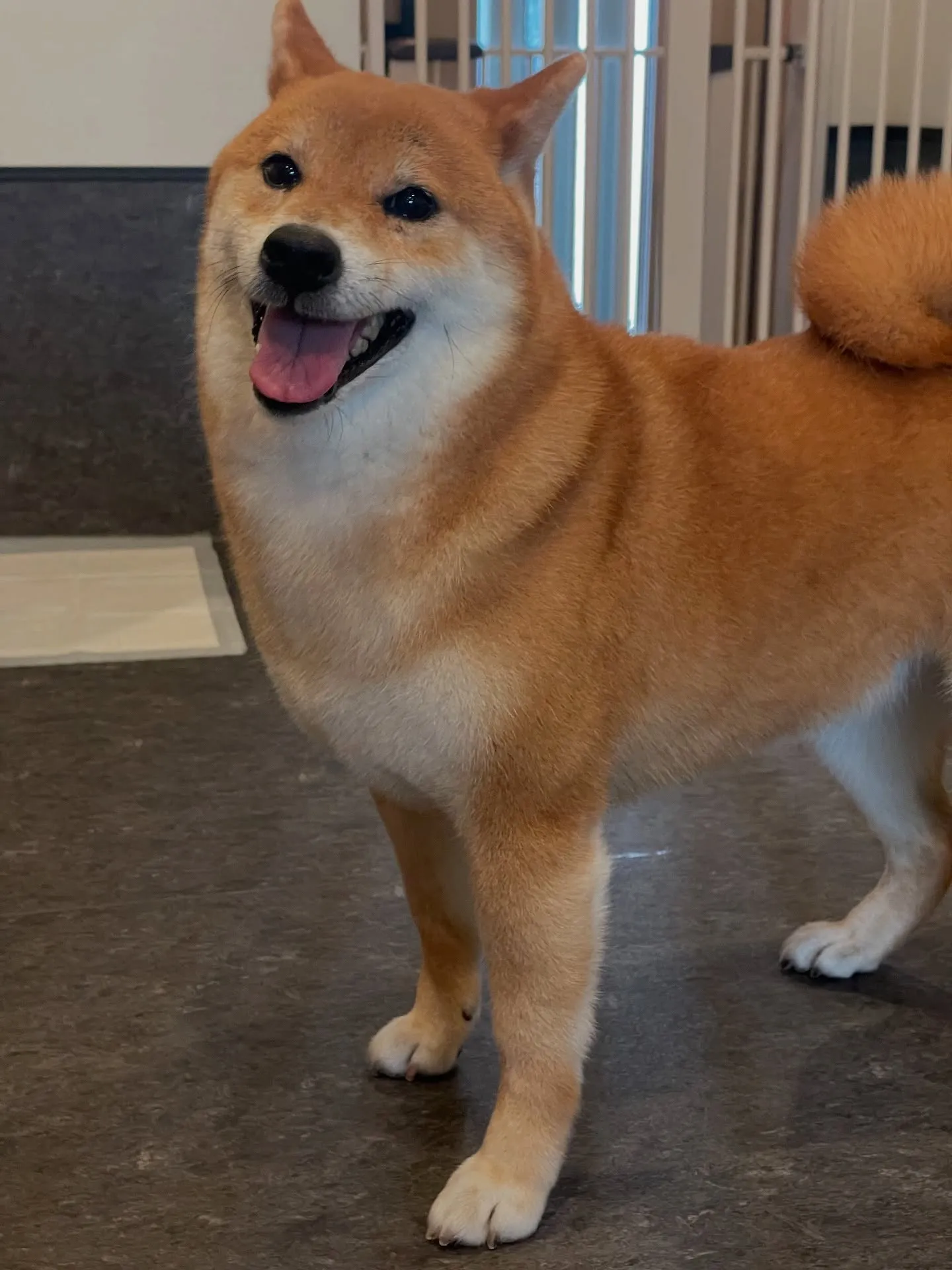 🐾✨福岡市東区の【トリミングサロン】では、こだわりのシャンプ...