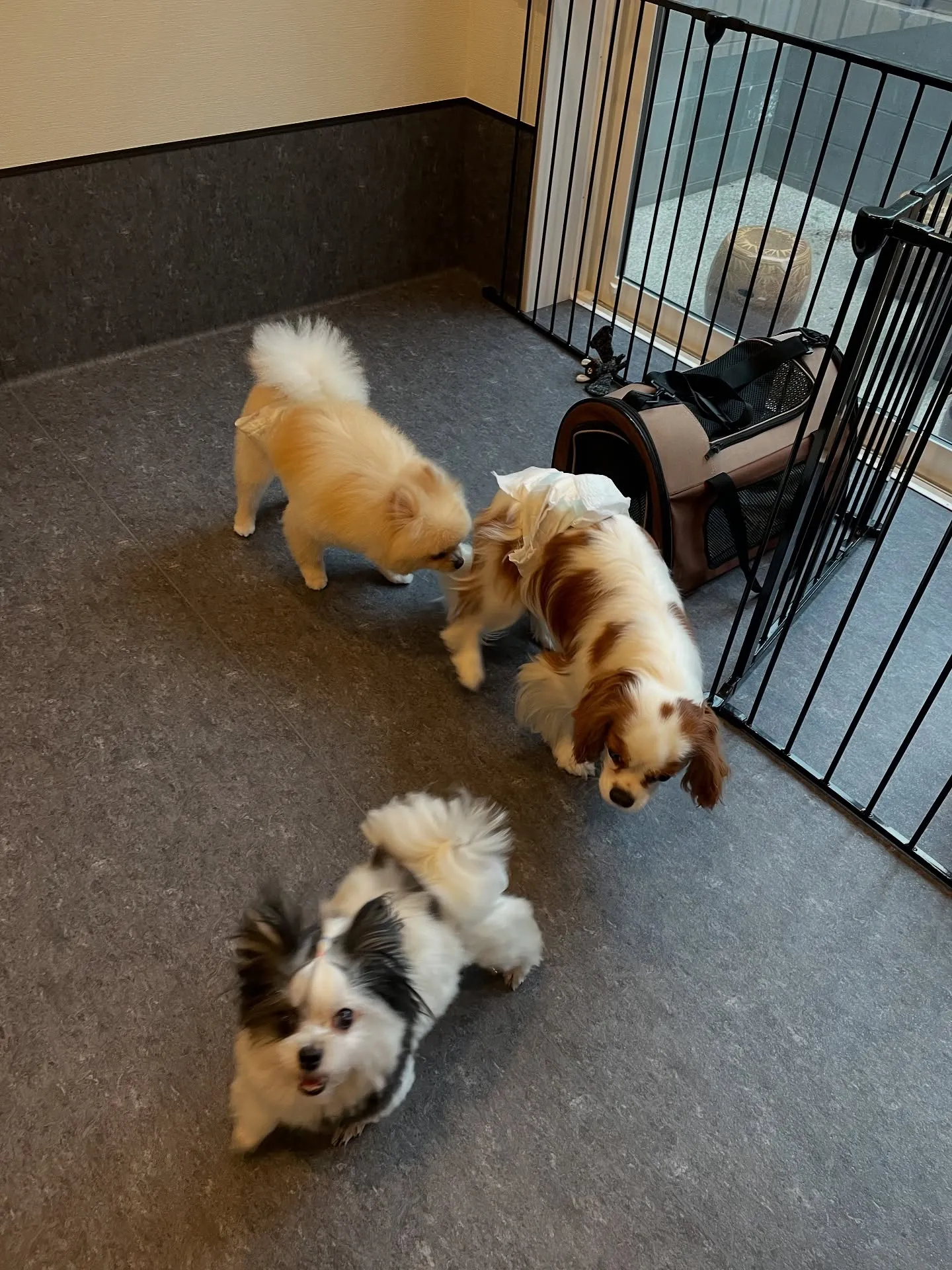 🐶✨こんにちは、トリミングで新しい体験を提供する専門店「Ud...