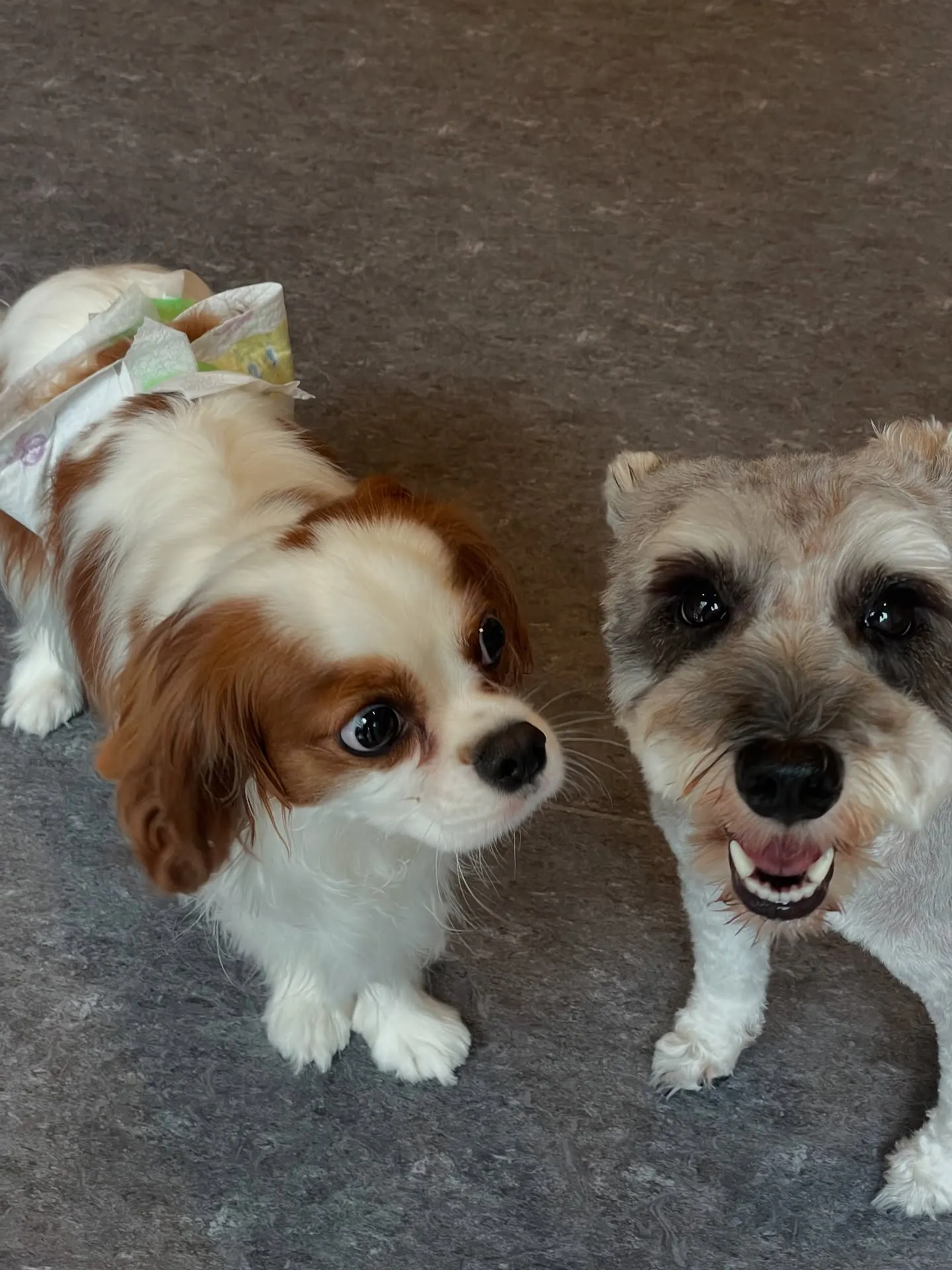 🐾 こんにちは！福岡市東区のトリミングサロンUdogへようこ...