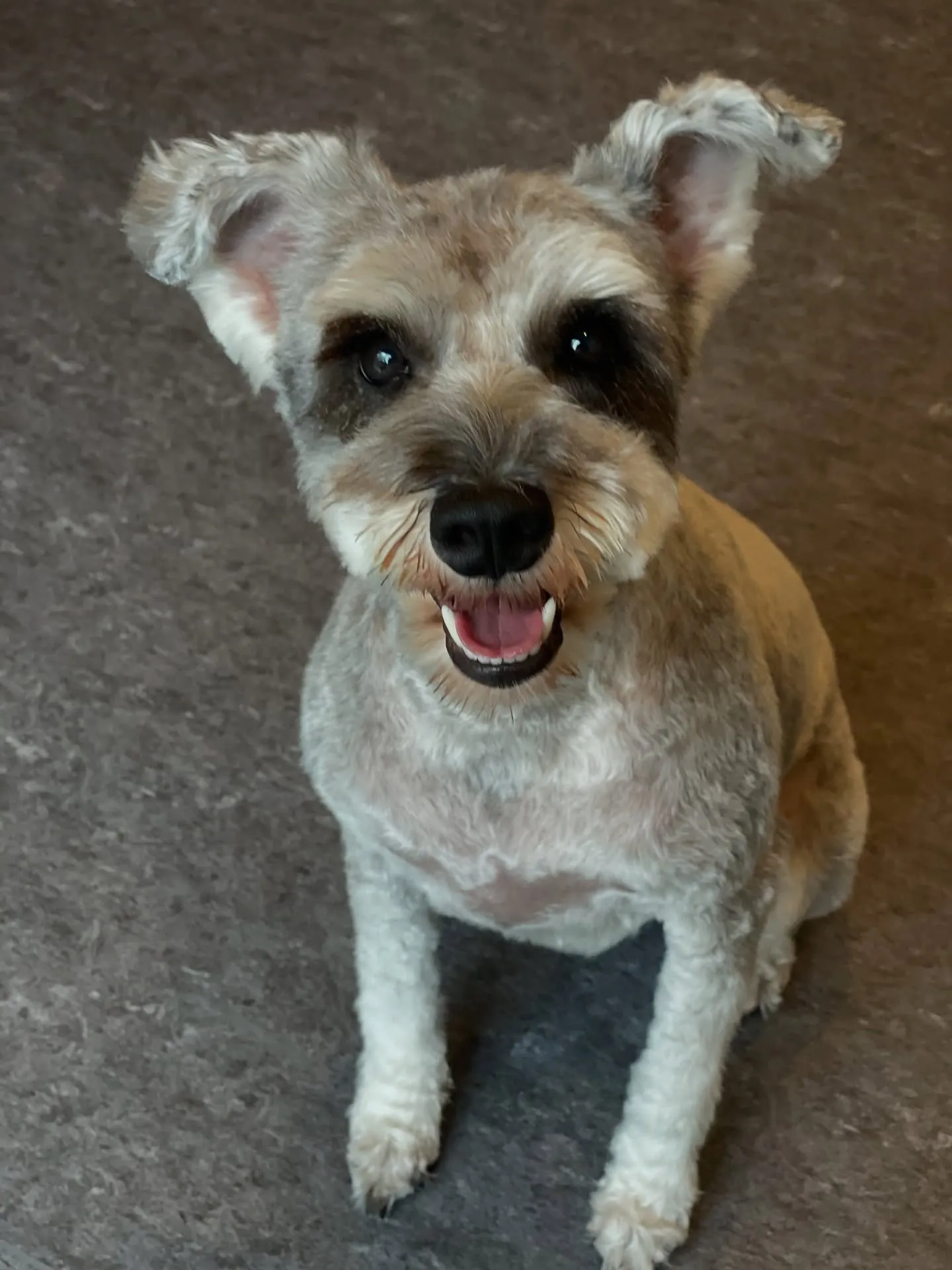 🐾 こんにちは！福岡市東区のトリミングサロンUdogへようこ...