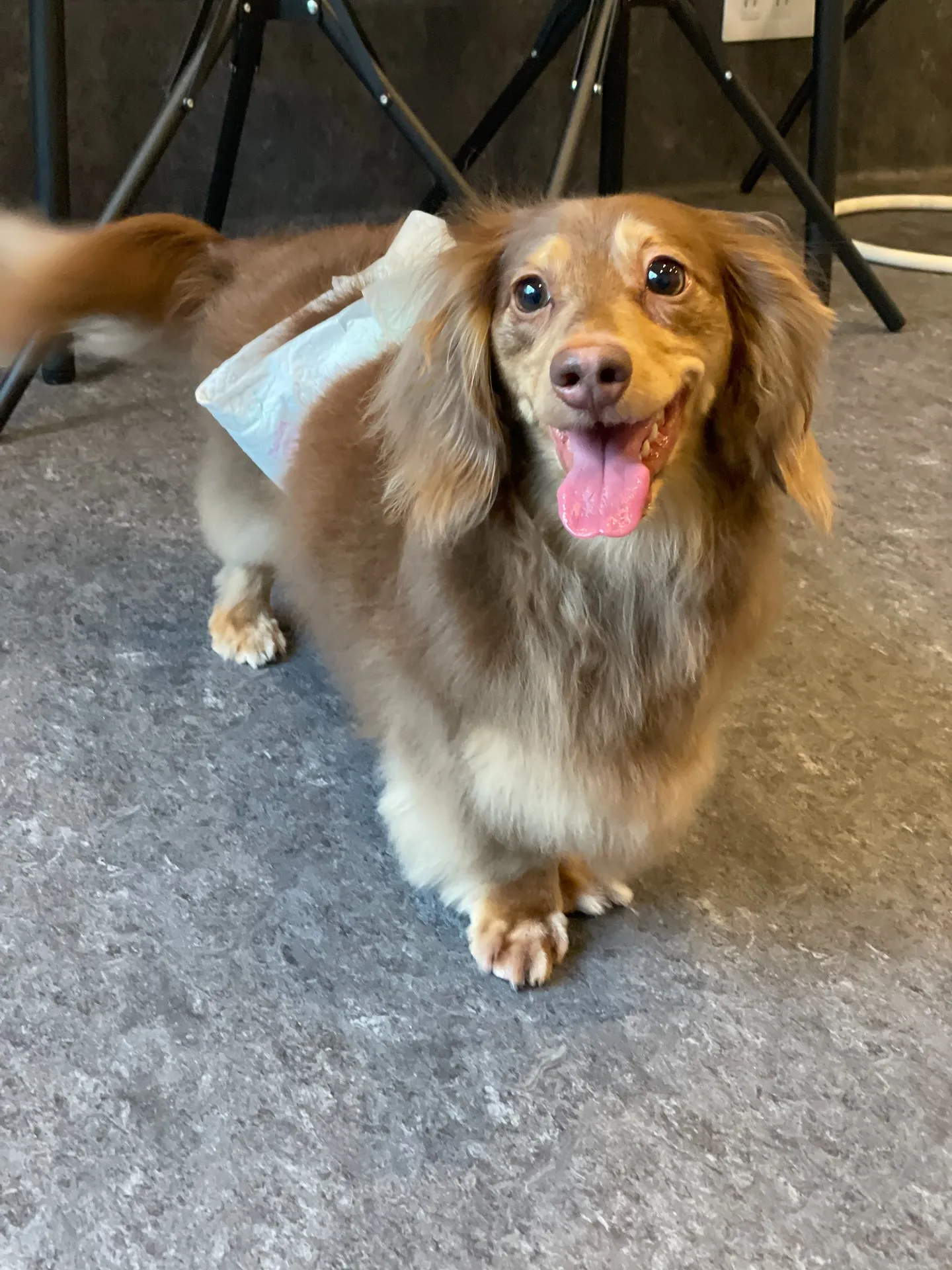 当店のトリミングサロンでは、🐾愛するわんちゃんのシャンプーを...