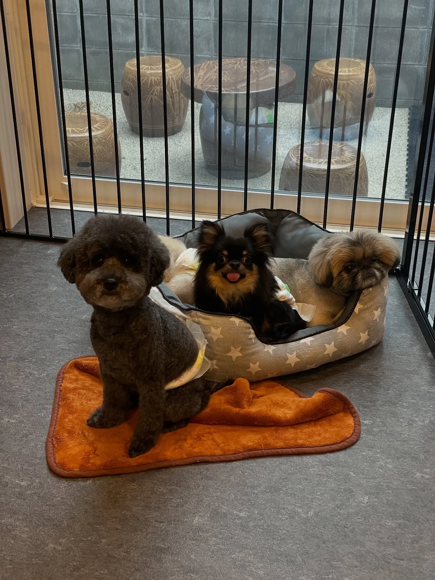 🐾✨こんにちは、福岡市東区にある特別なトリミングサロン「Ud...