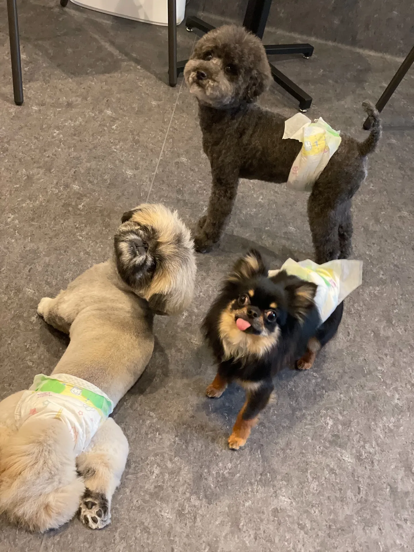 🐾✨こんにちは、福岡市東区にある特別なトリミングサロン「Ud...