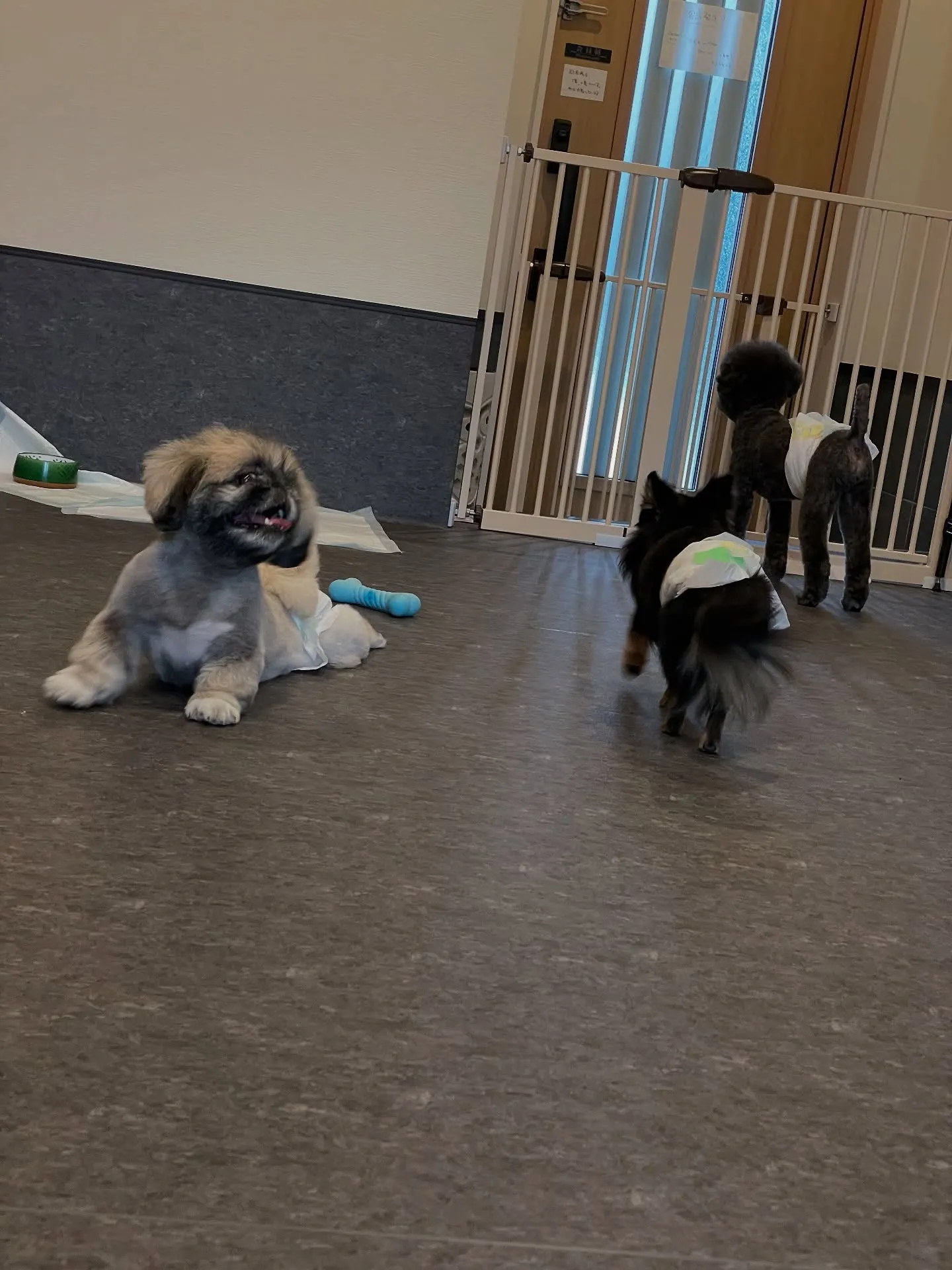 🐾✨こんにちは、福岡市東区にある特別なトリミングサロン「Ud...