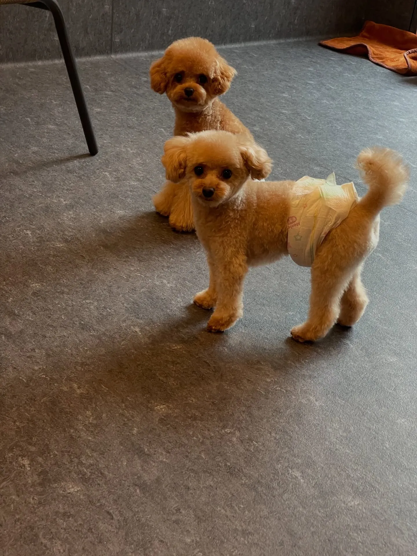 🐾✨こんにちは！福岡市東区にある小型犬と中型犬専門のトリミン...