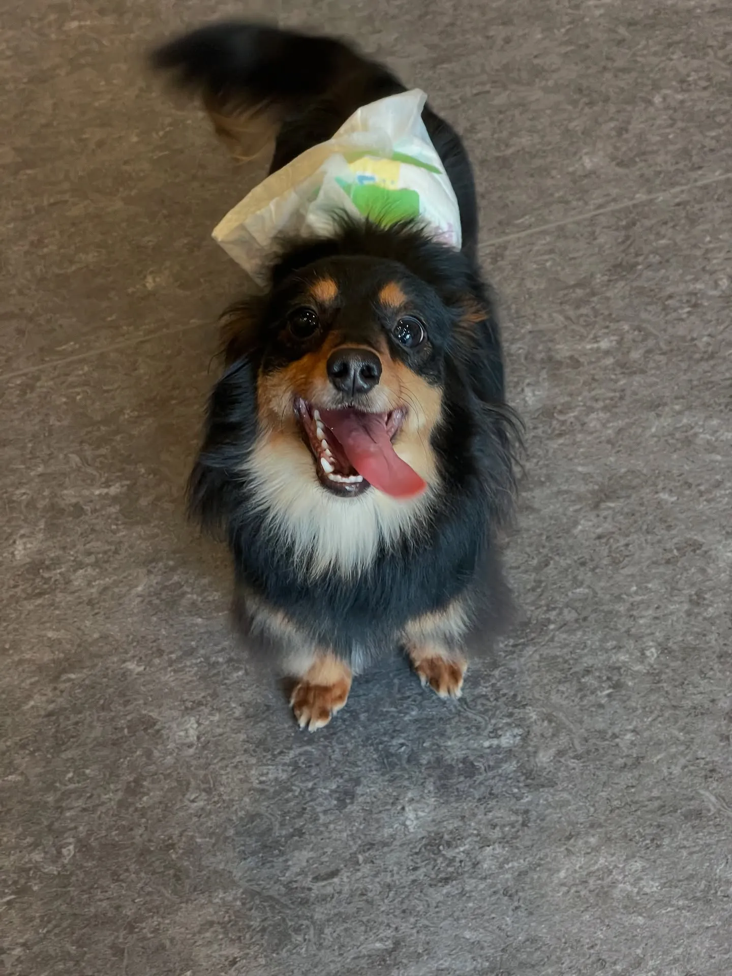 こんにちは！🐶✨ 私たちのトリミングサロンUdogでは、ワン...