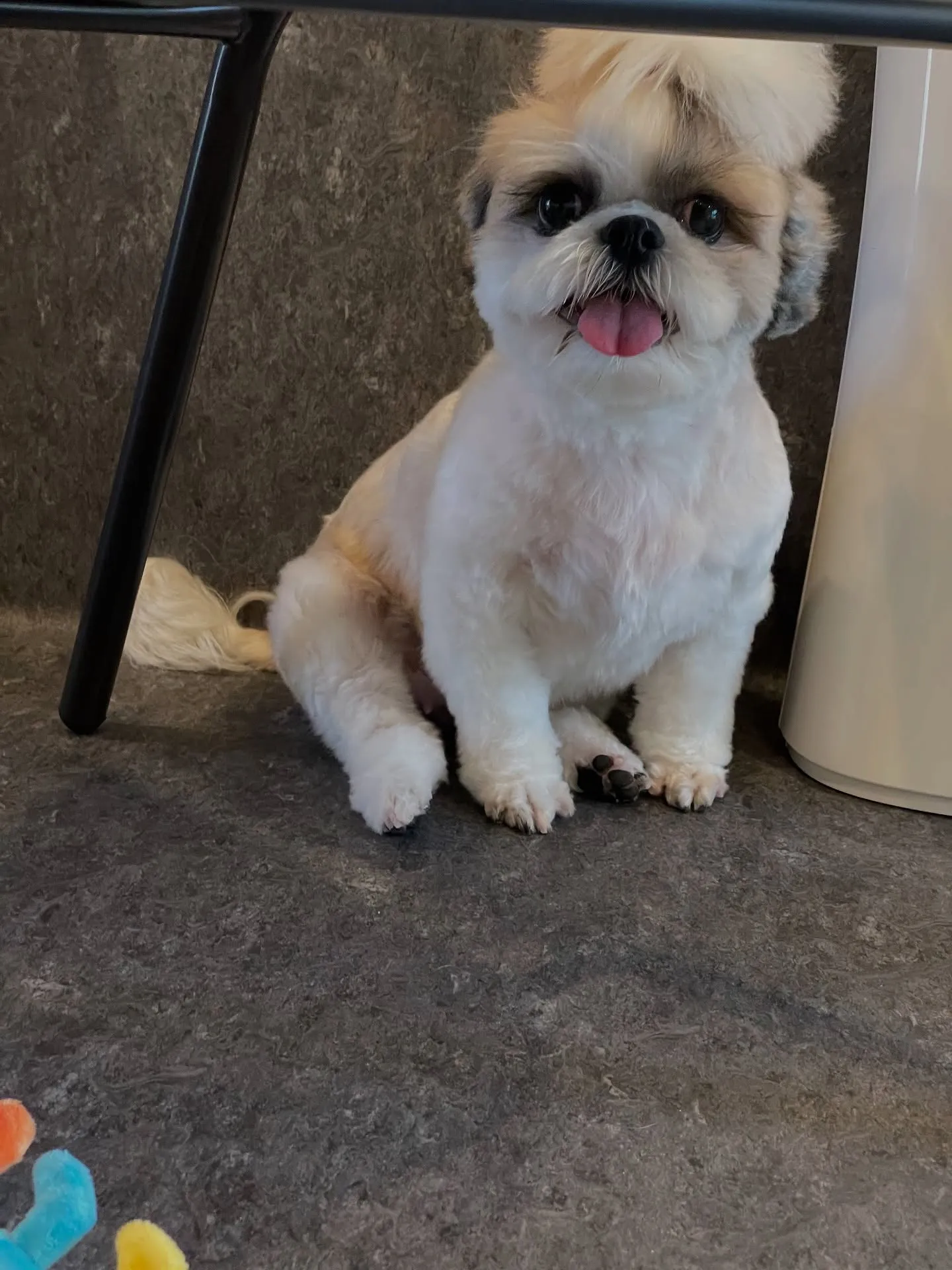 こんにちは！🐶✨ 私たちのトリミングサロンUdogでは、ワン...