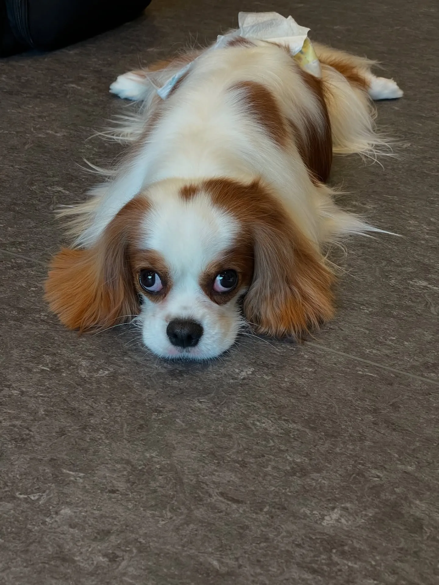 🐾🌿福岡市東区の隠れ家サロン、Udogへようこそ🐶✨小型犬か...