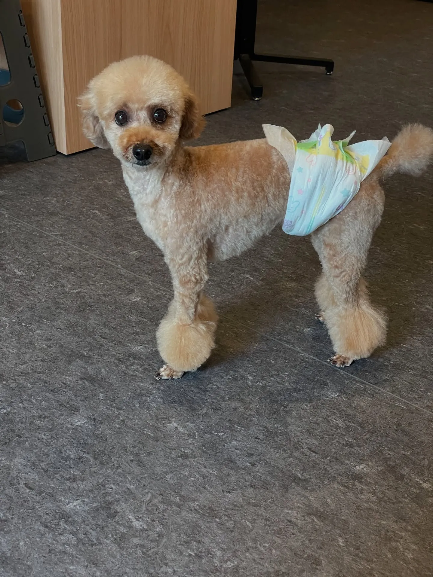 🐾🌿福岡市東区の隠れ家サロン、Udogへようこそ🐶✨小型犬か...