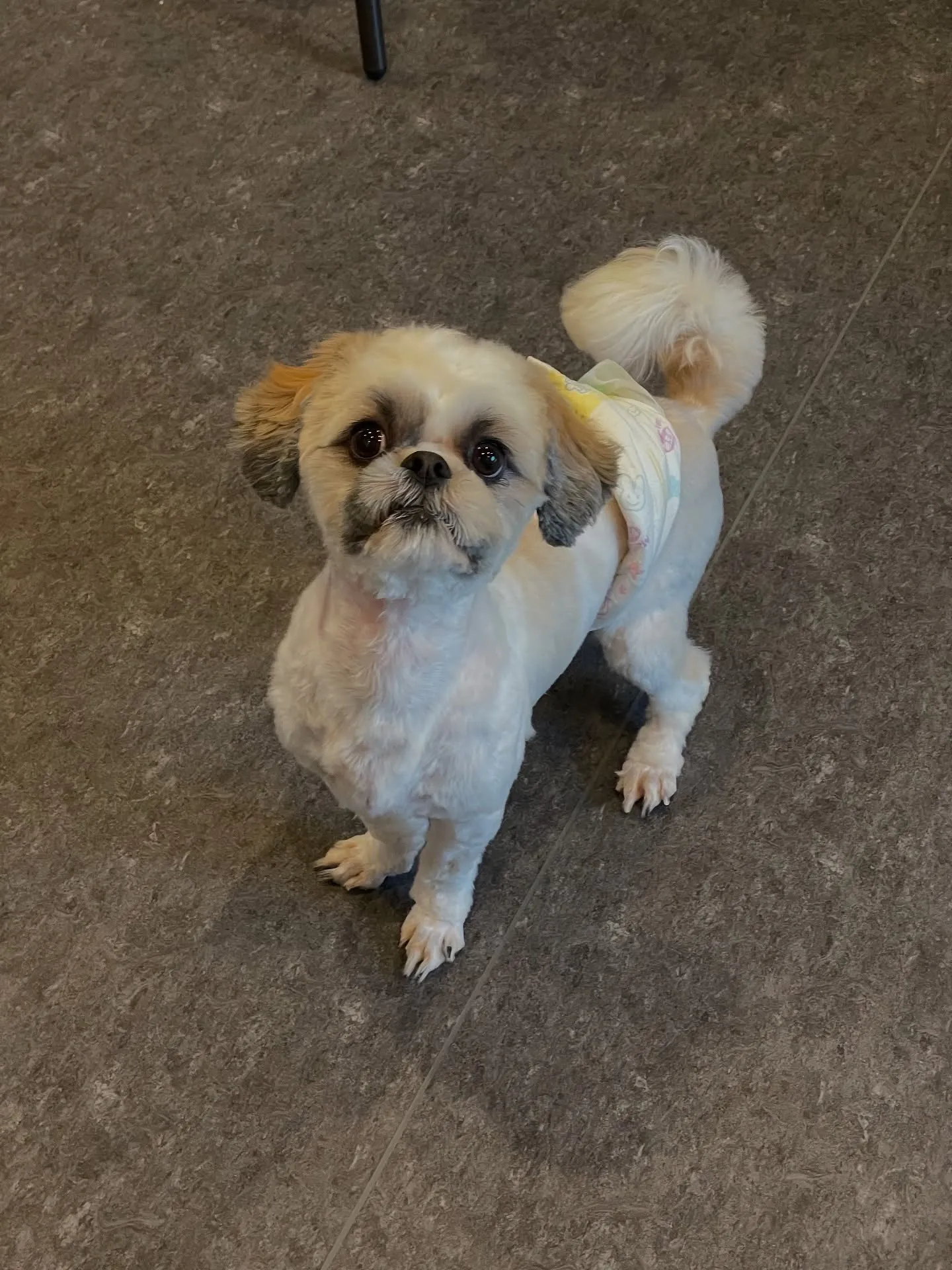 🐾🌿福岡市東区の隠れ家サロン、Udogへようこそ🐶✨小型犬か...