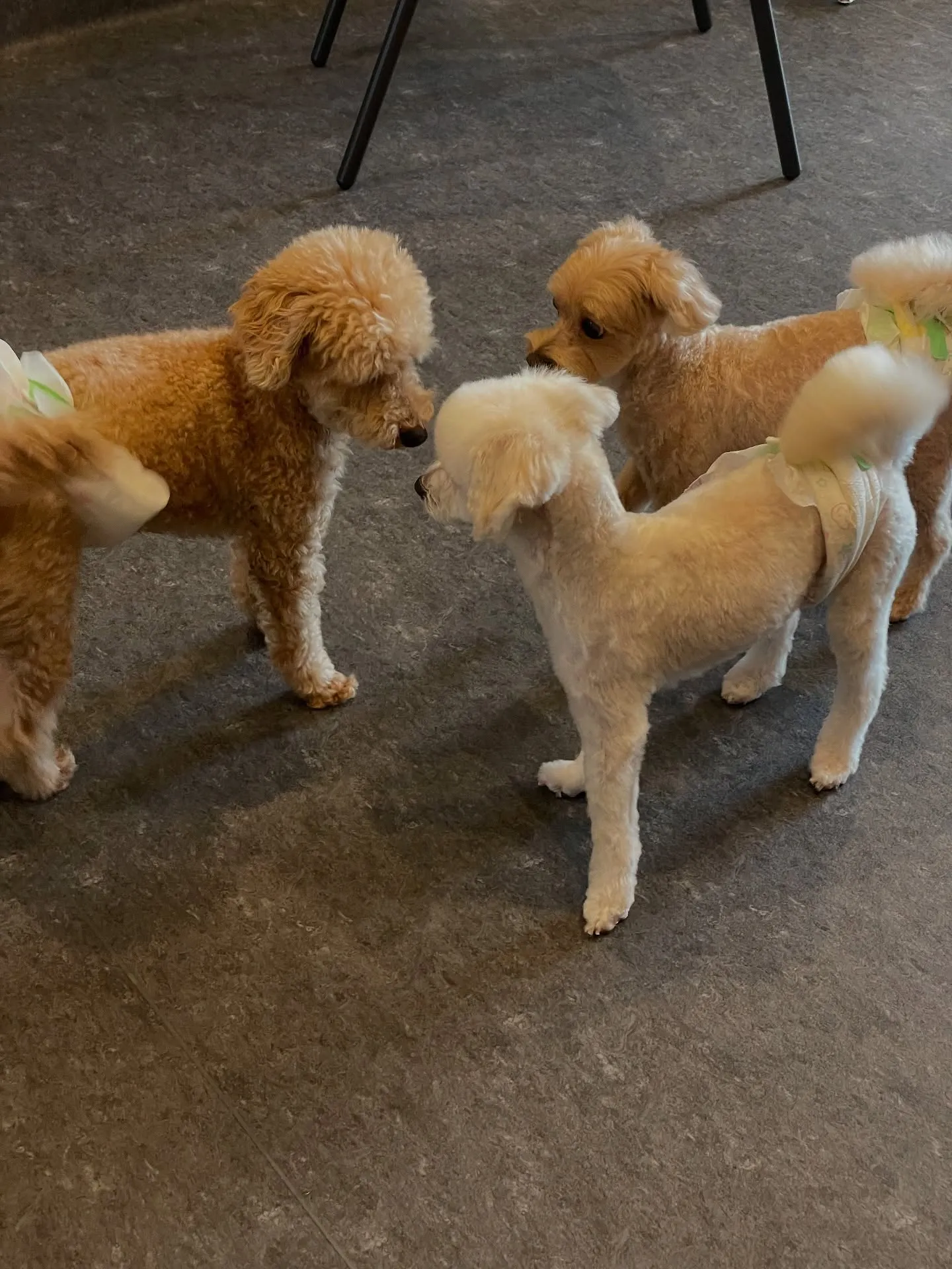 🐾✨こんにちは、皆さん！福岡市東区のトリミングサロンUdog...