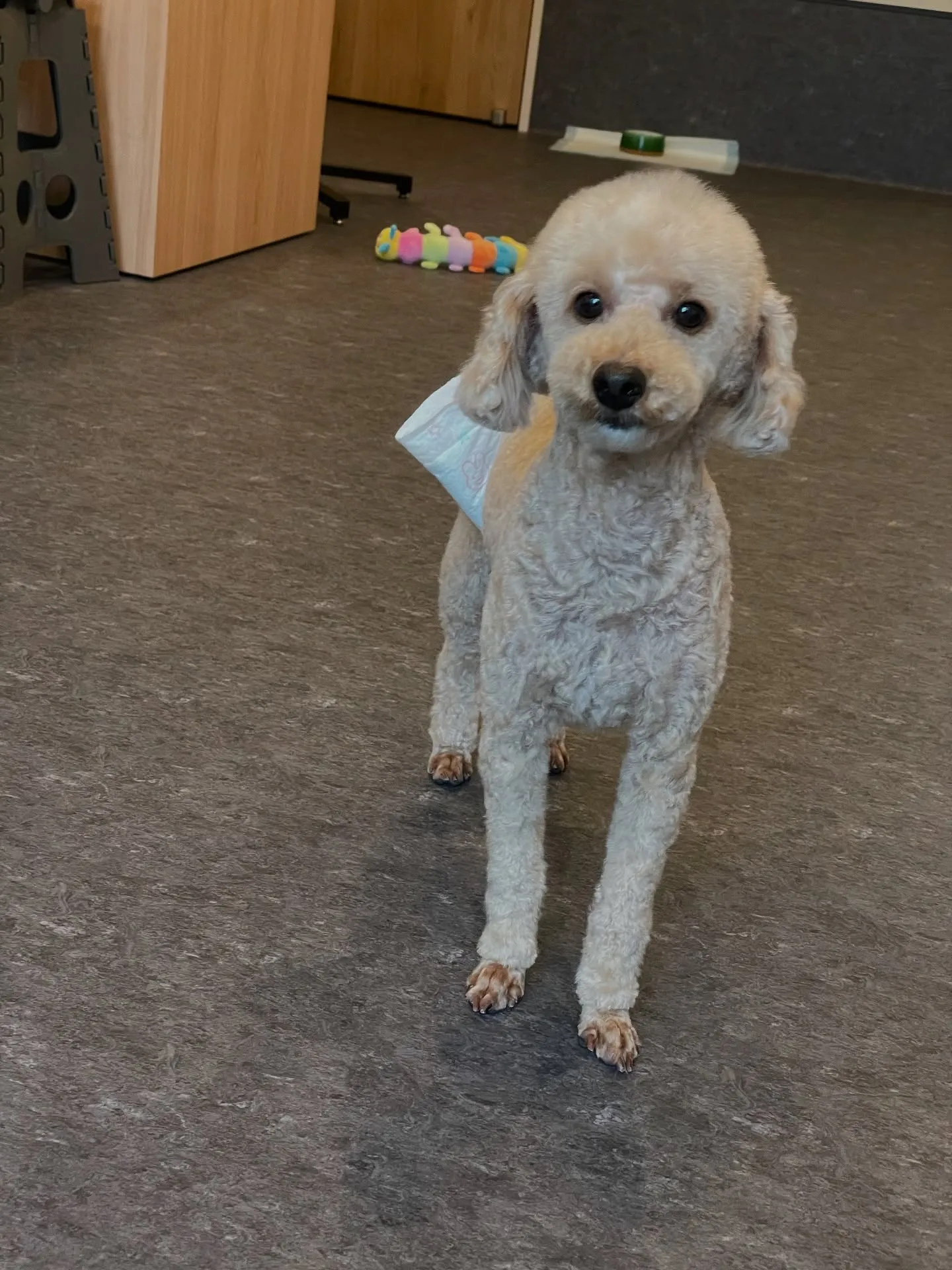 🐾✨こんにちは、皆さん！福岡市東区のトリミングサロンUdog...