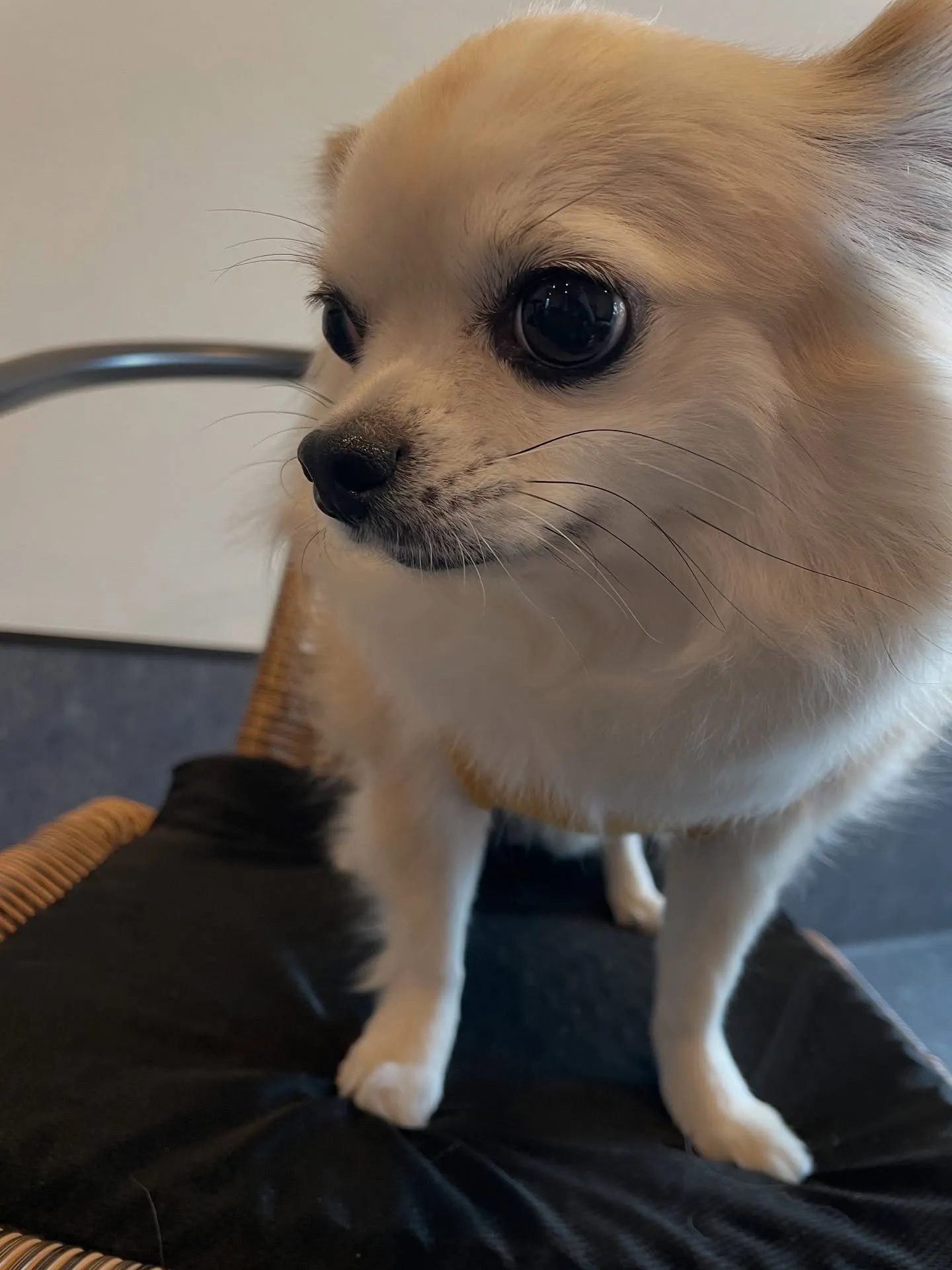 🐾✨こんにちは、皆さん！福岡市東区のトリミングサロンUdog...