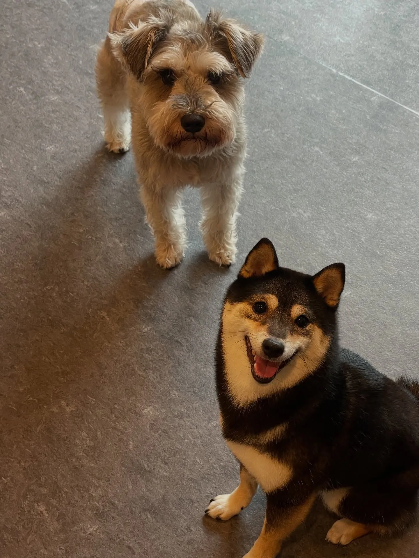 🐾✨福岡市東区にある隠れ家的トリミングサロン「udog」へよ...