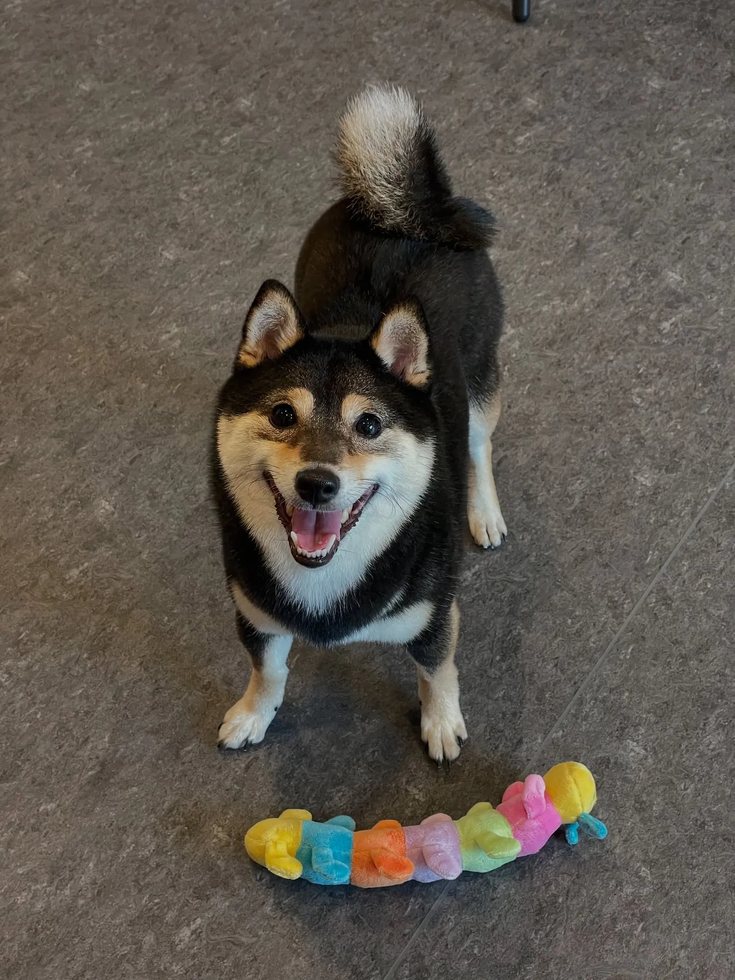 🐾✨福岡市東区にある隠れ家的トリミングサロン「udog」へよ...