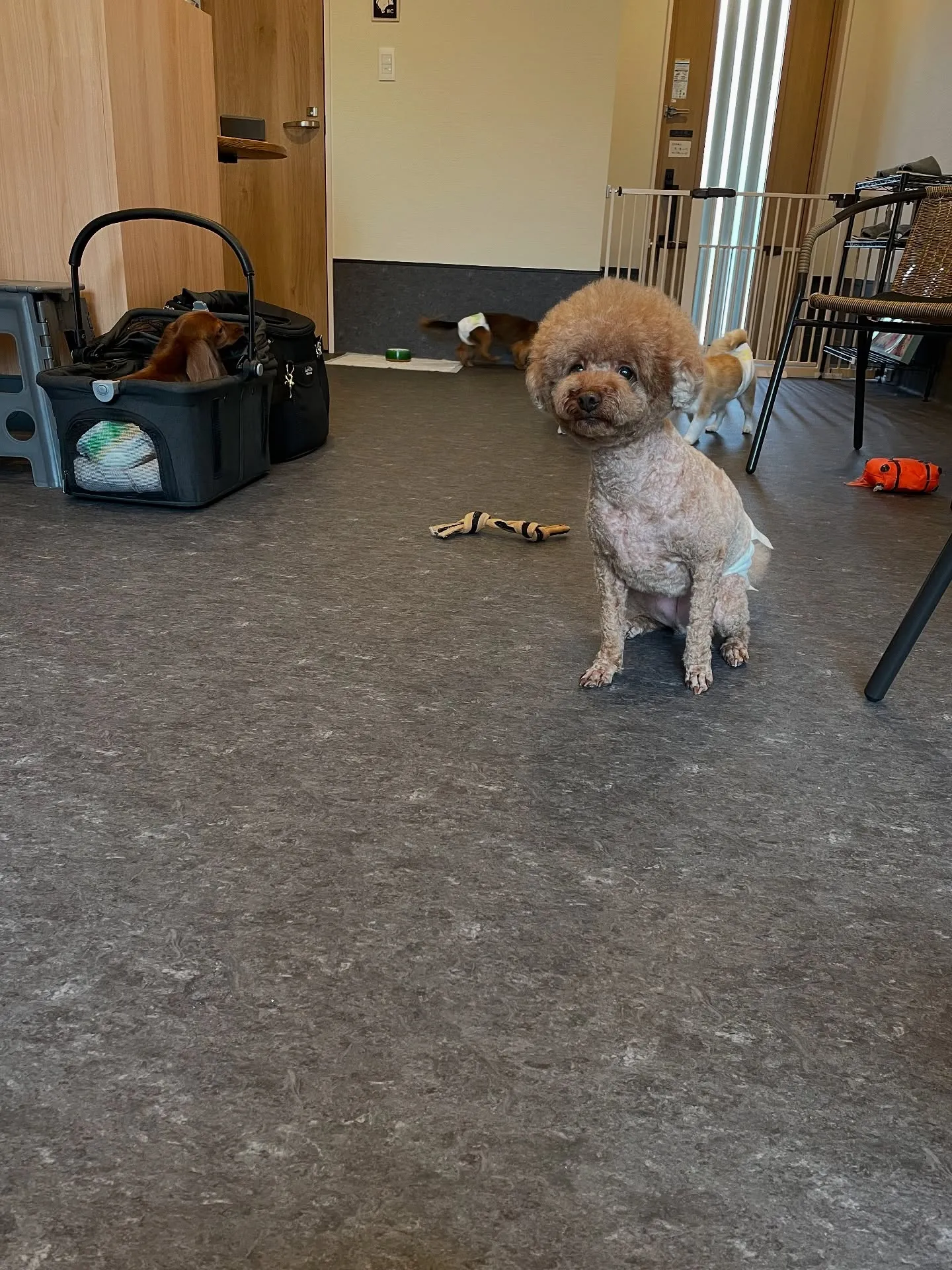 🐾✨福岡で愛犬のトリミングをお考えの方へ！✨🐾 会員制の特別...