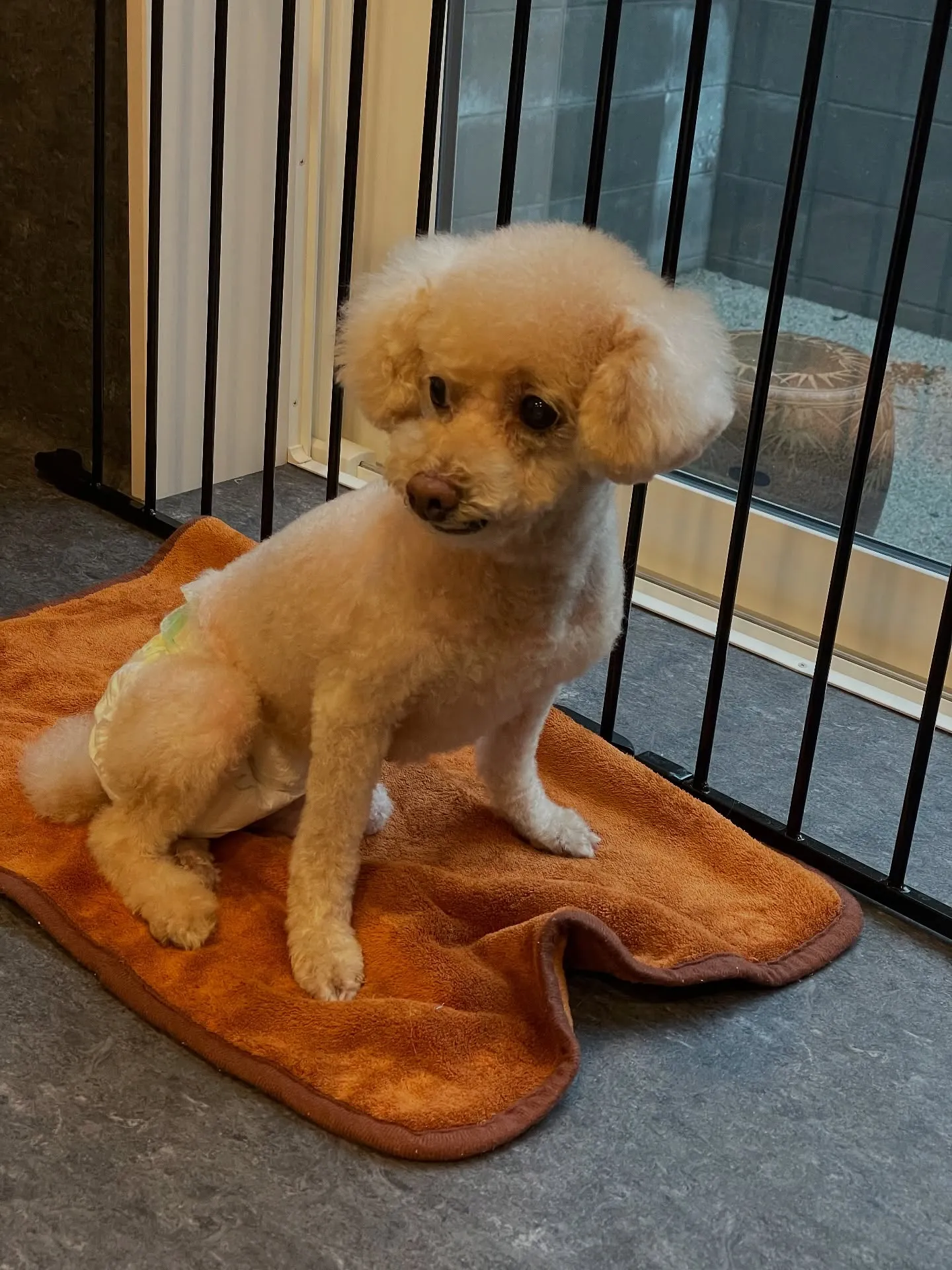 🐾✨こんにちは！Udogトリミングサロンへようこそ！✨🐾