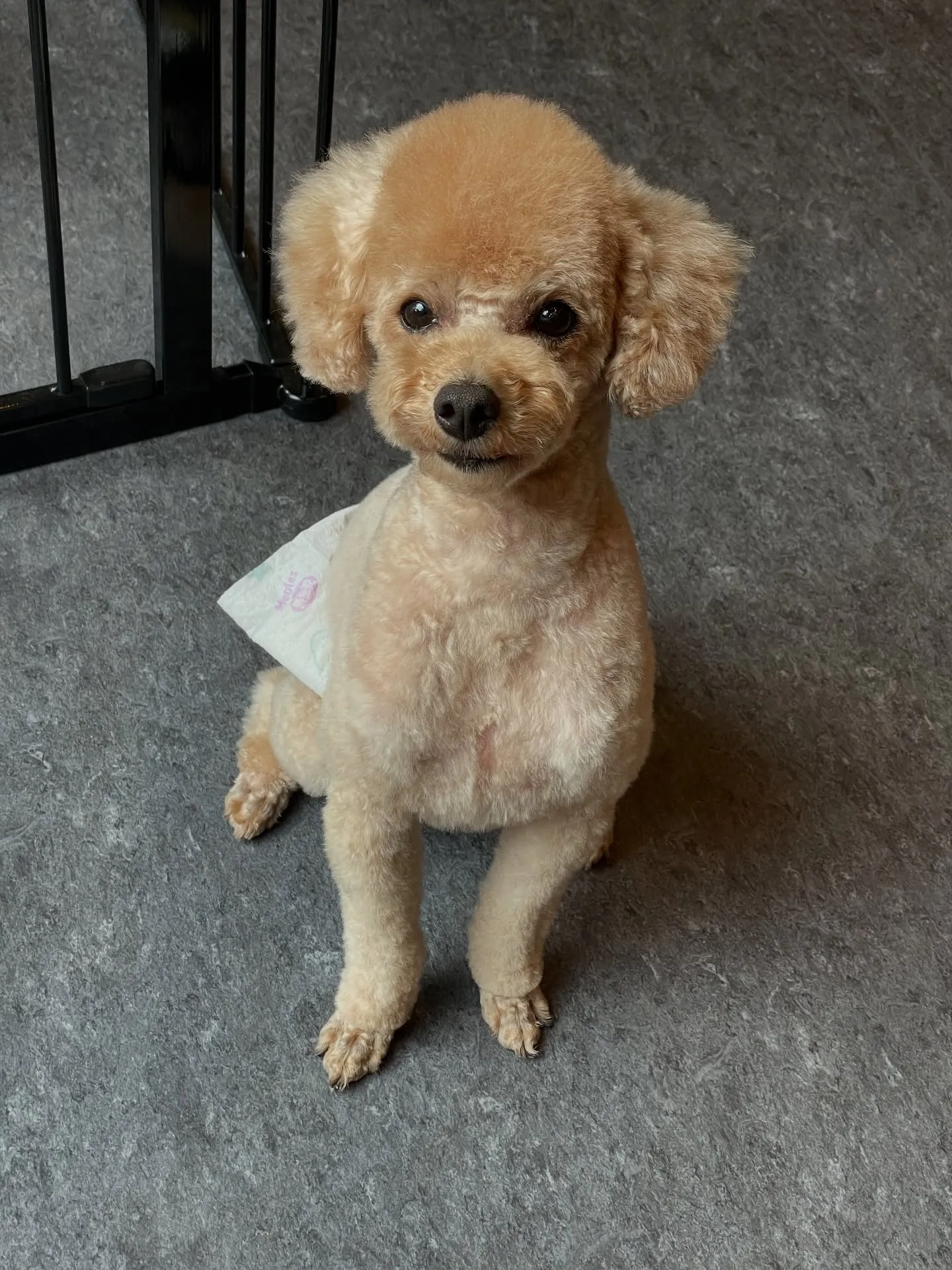 🌟ワンちゃんの美しさを引き出す、Udogトリミングサロンへよ...