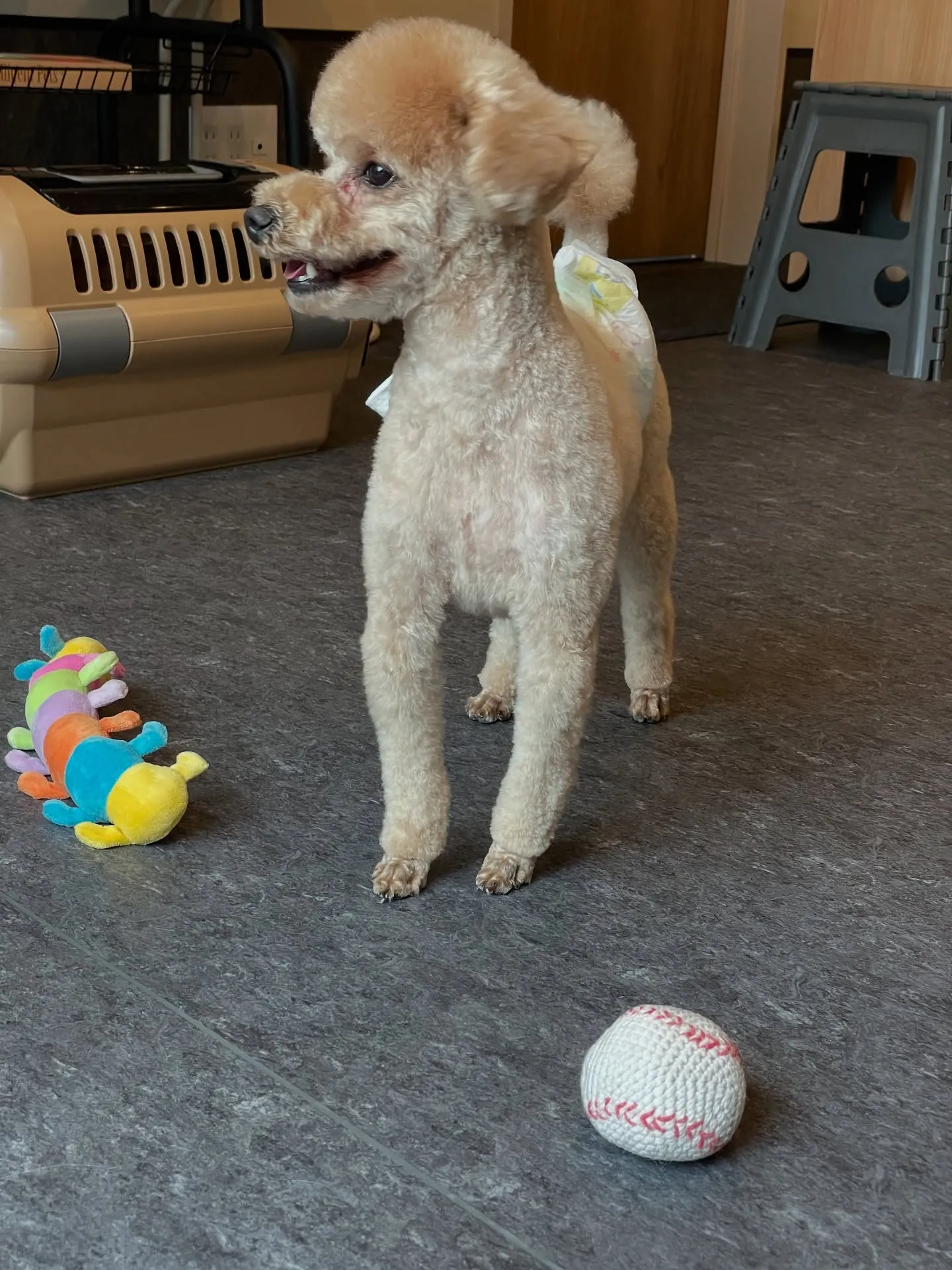 🌟ワンちゃんの美しさを引き出す、Udogトリミングサロンへよ...