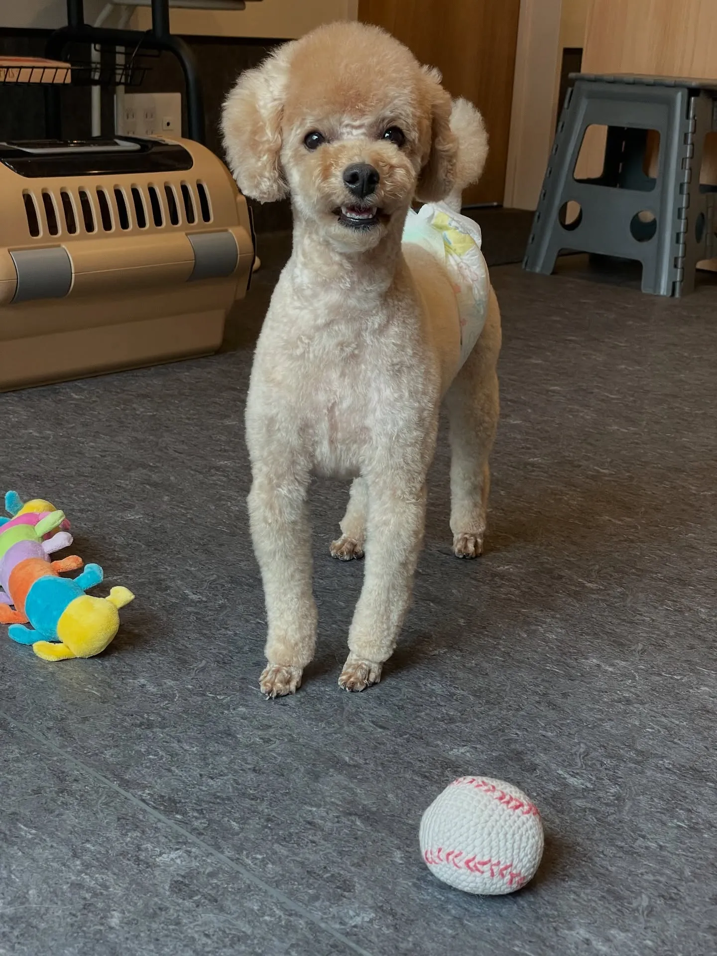 🌟ワンちゃんの美しさを引き出す、Udogトリミングサロンへよ...