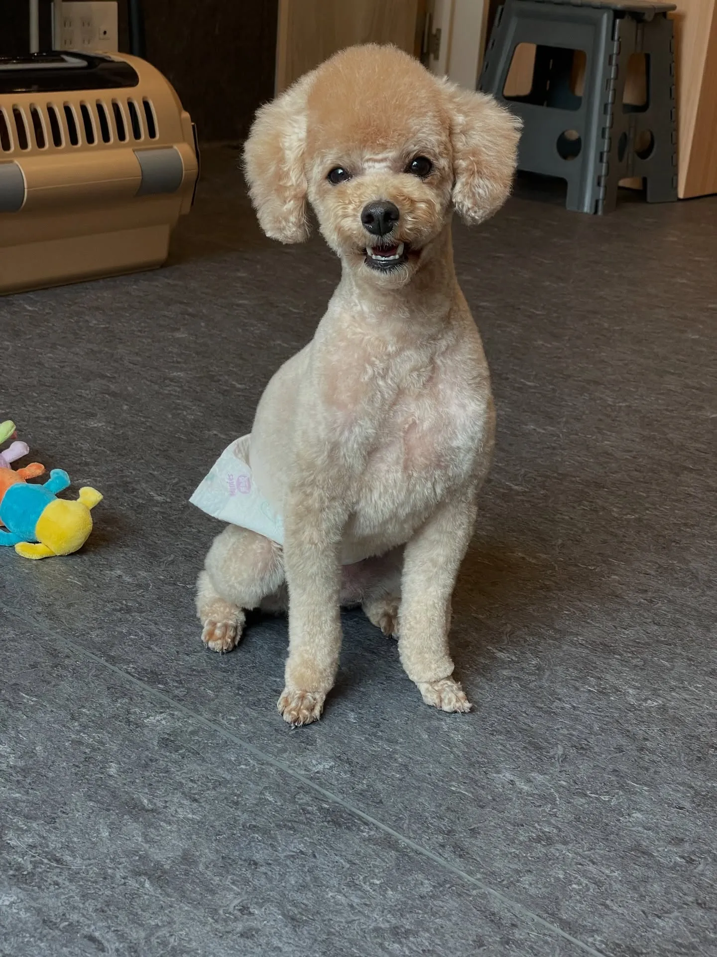 🌟ワンちゃんの美しさを引き出す、Udogトリミングサロンへよ...