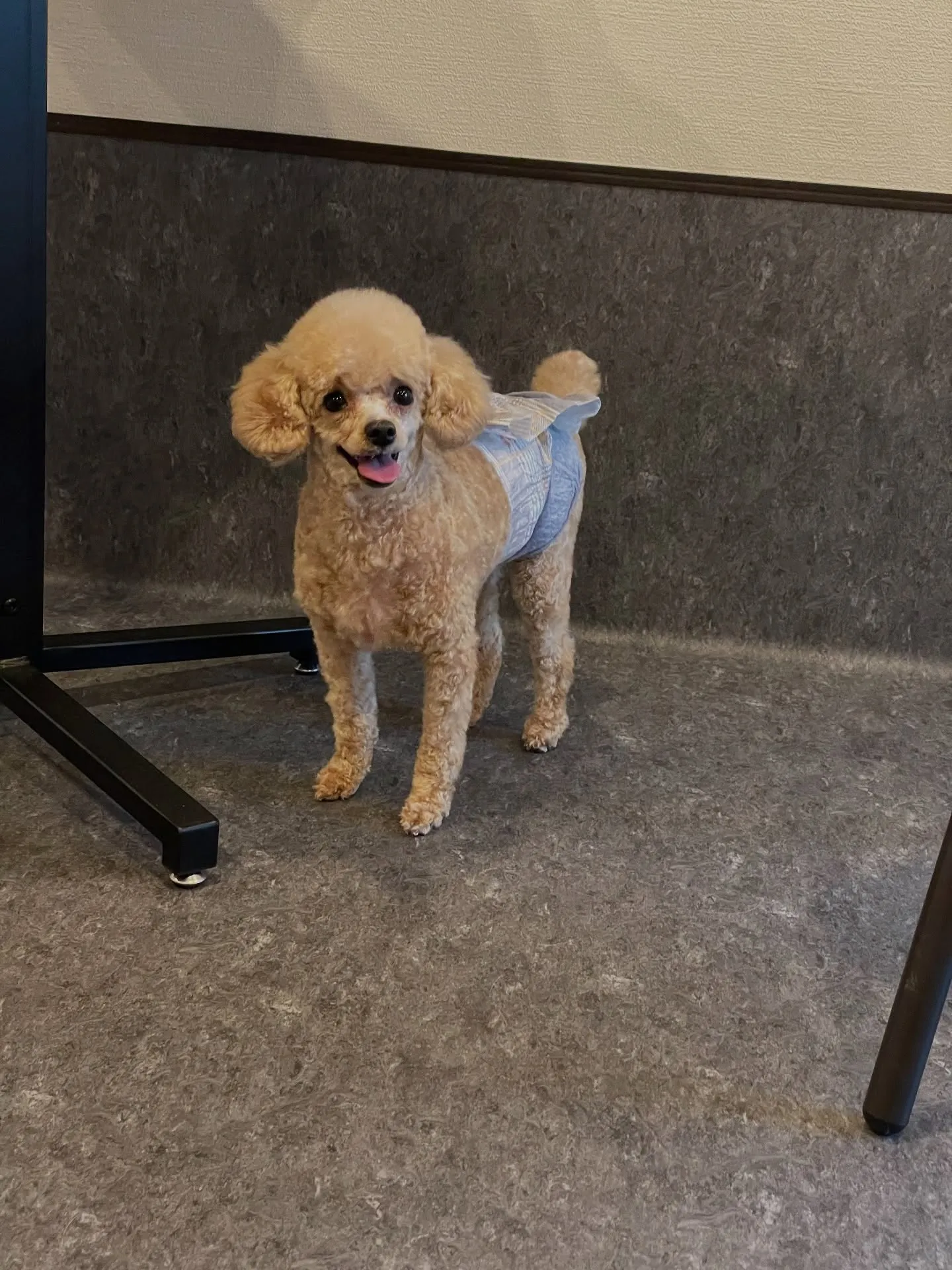 トイプードルの顔バリ、とっても可愛いですね!🧡その愛らしい表...