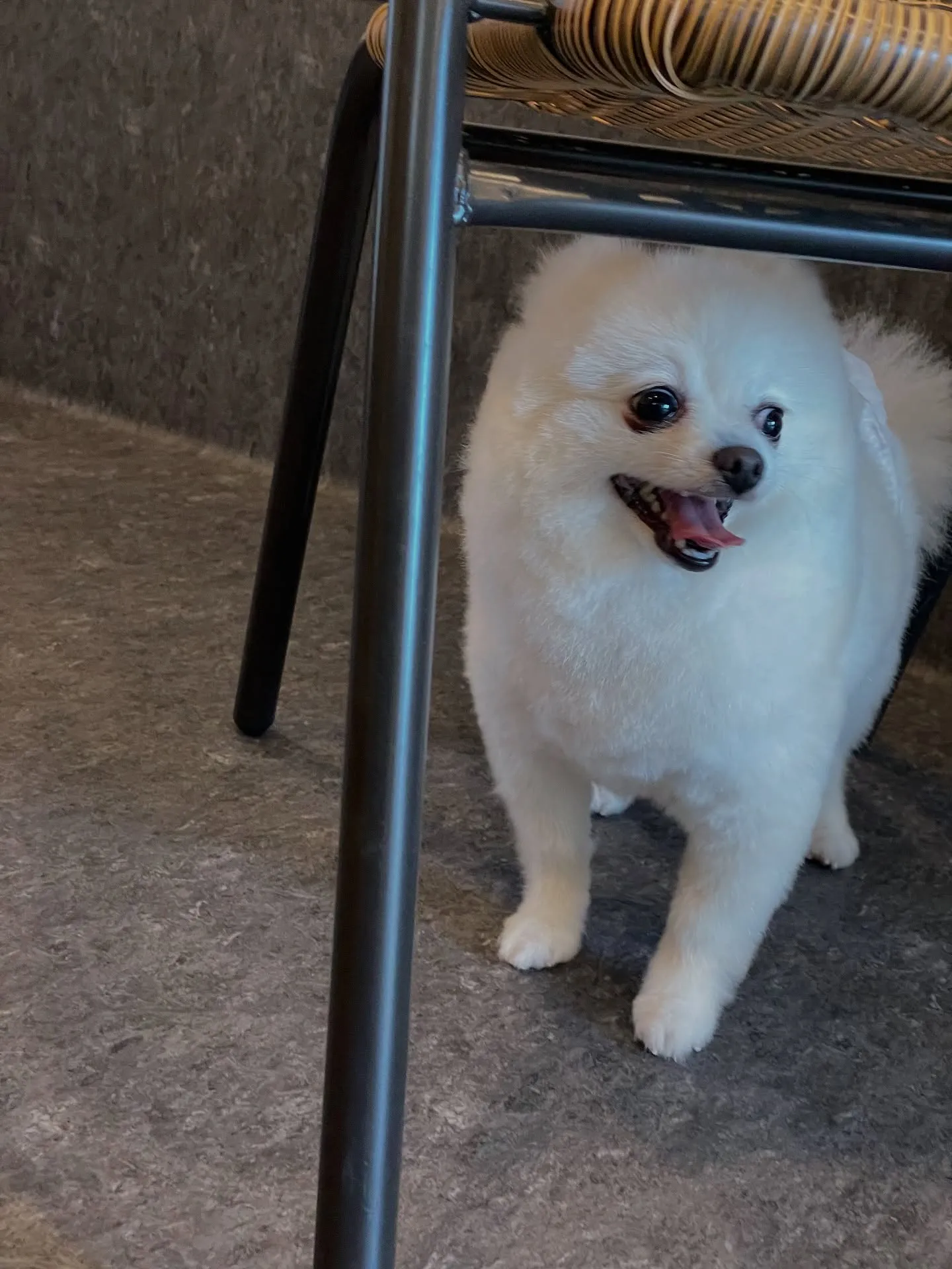 ✨福岡市東区に位置する【Udog】は、わんちゃんが安心できる...