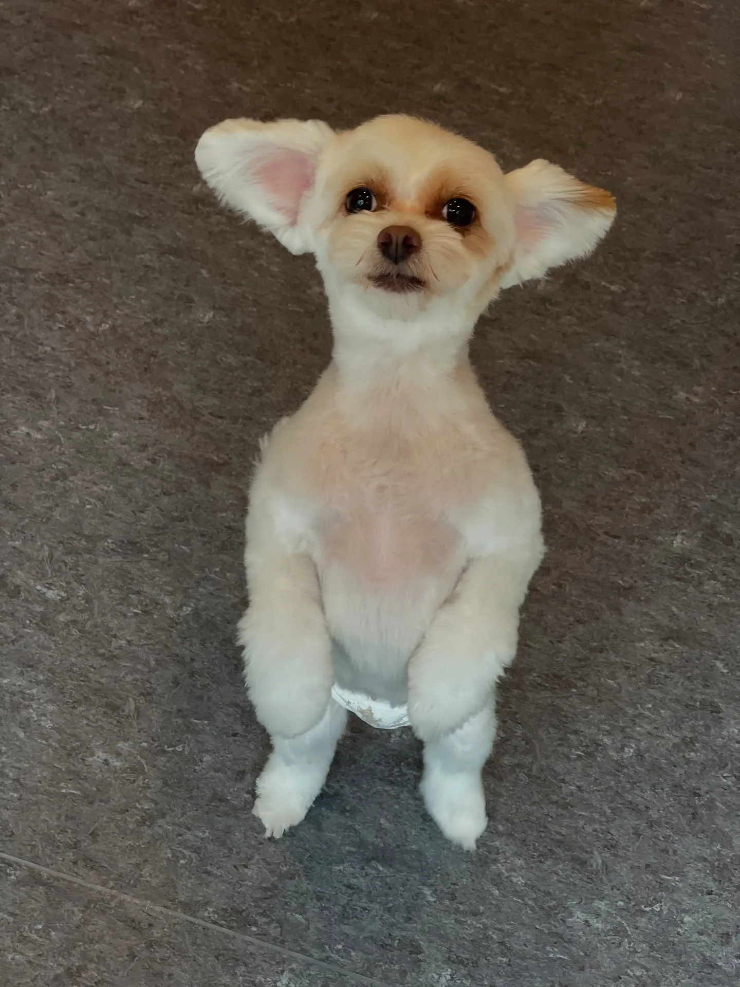 🐾✨福岡市東区にあるトリミングサロン「Udog」へようこそ！...