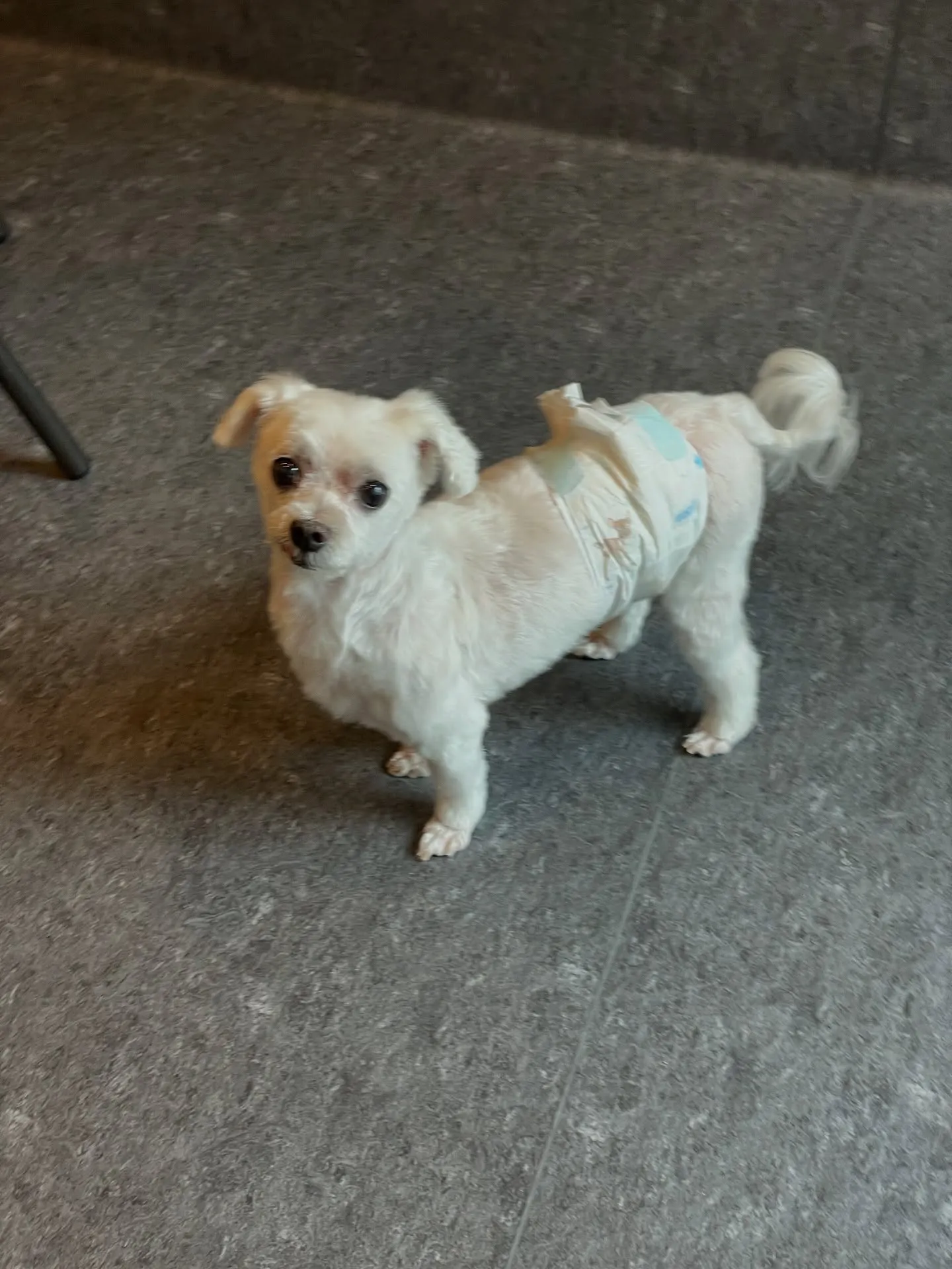 🐾✨福岡市東区にあるトリミングサロン「Udog」へようこそ！...