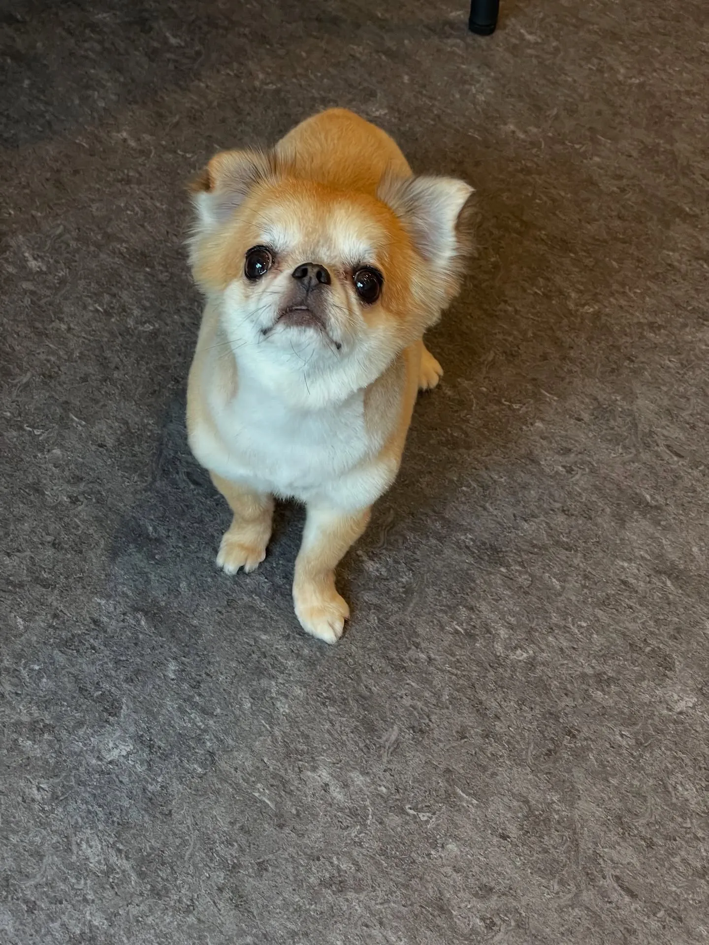 🐾✨福岡市東区にあるトリミング専門店、udogへようこそ！🐶...