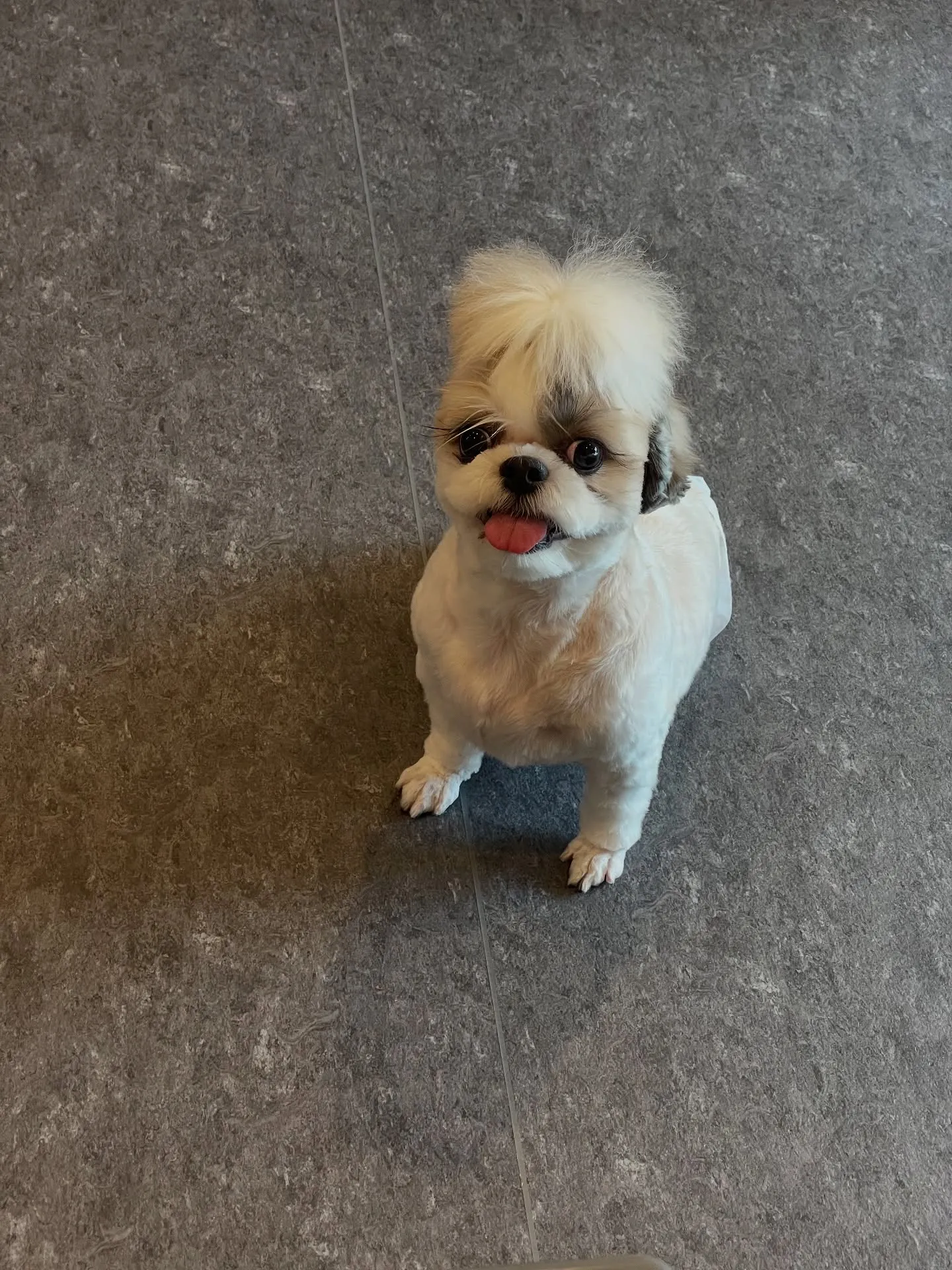 こんにちは🌟福岡市東区のトリミング専門店、「Udog」へよう...