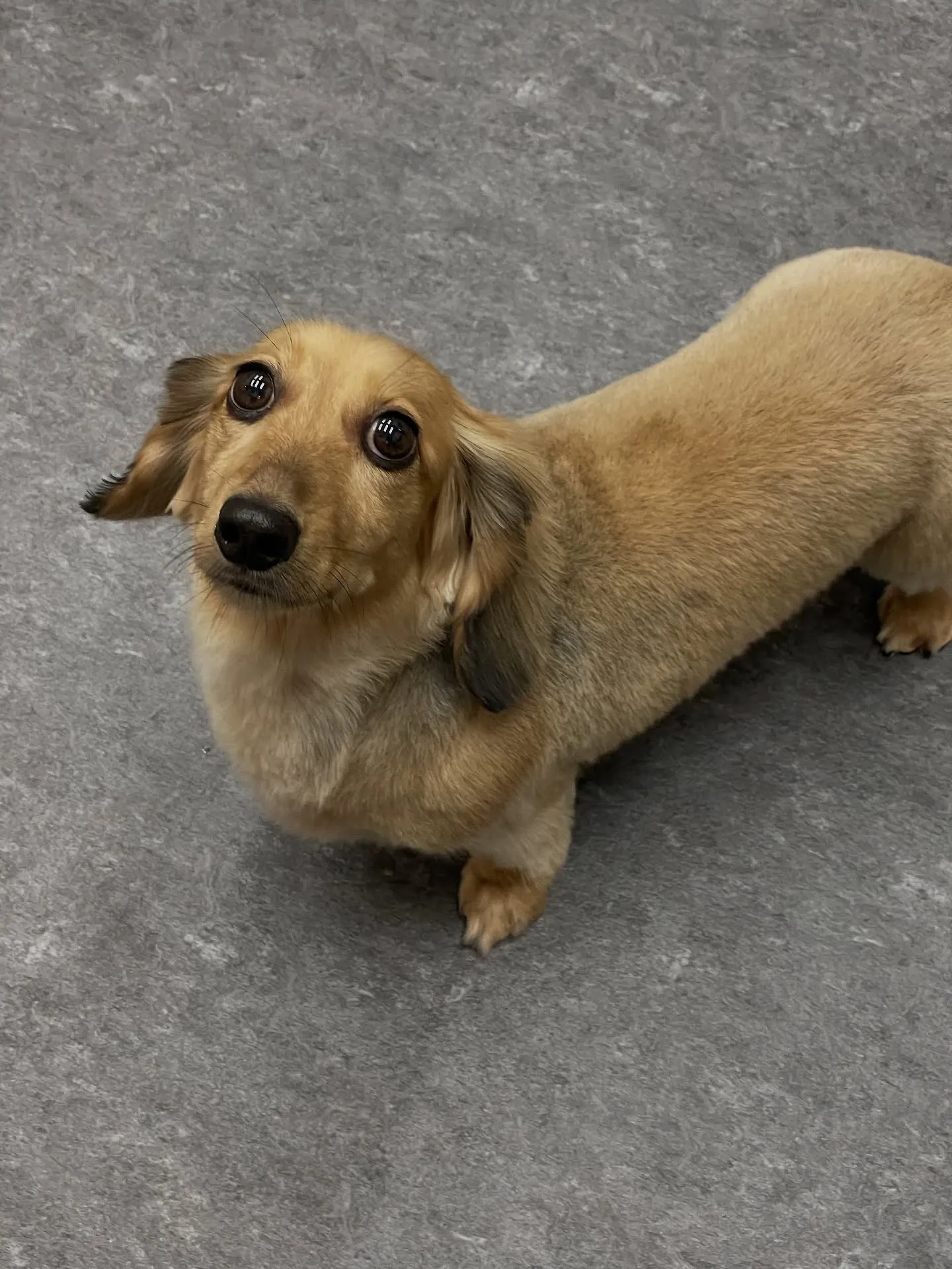 こんにちは🌟福岡市東区のトリミング専門店、「Udog」へよう...