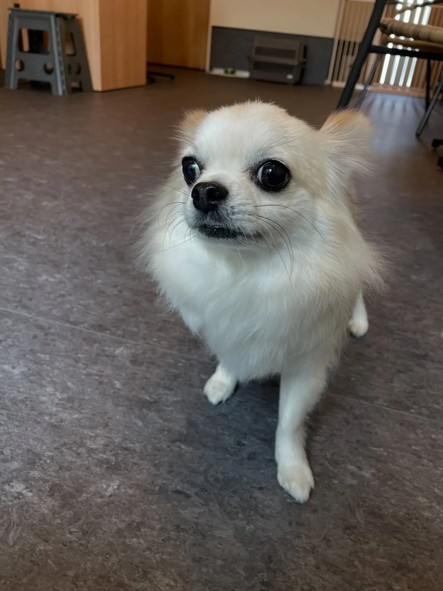 🐶✨福岡市東区にお住まいの皆様、小型・中型犬専門のトリミング...