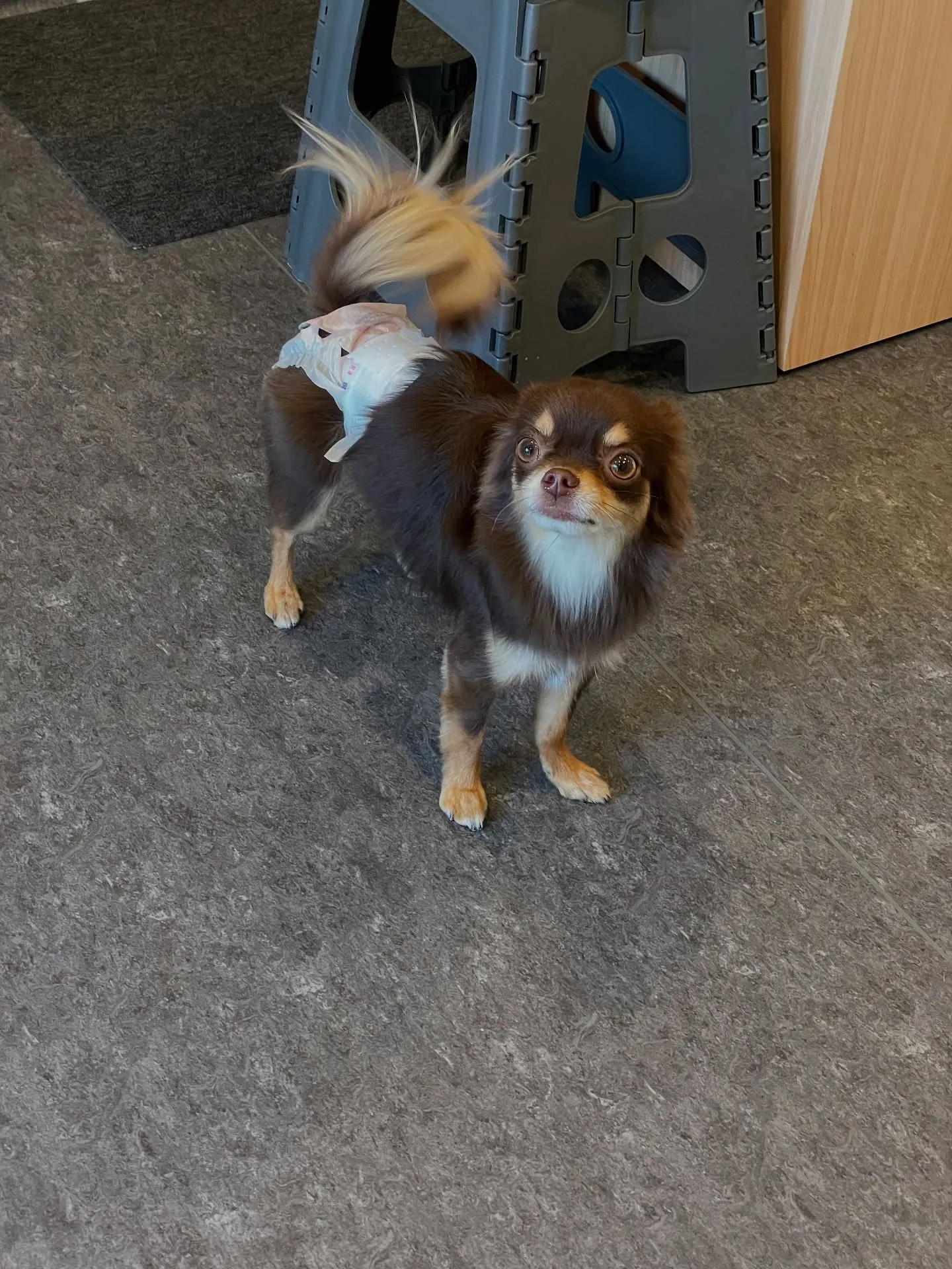 🐾✨愛犬に最高のトリミング体験を！小型・中型犬専門トリミング...