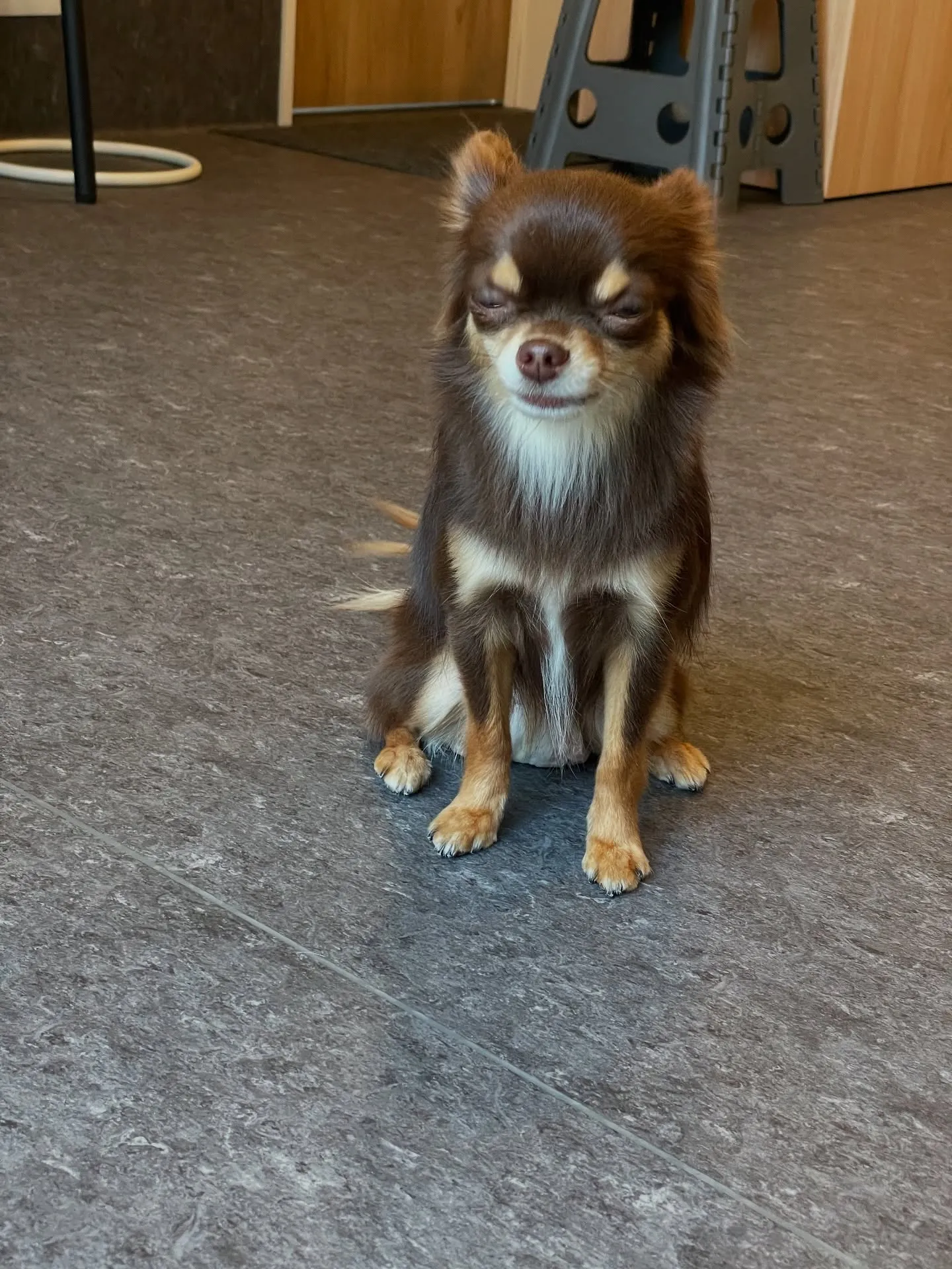 🐾✨愛犬に最高のトリミング体験を！小型・中型犬専門トリミング...