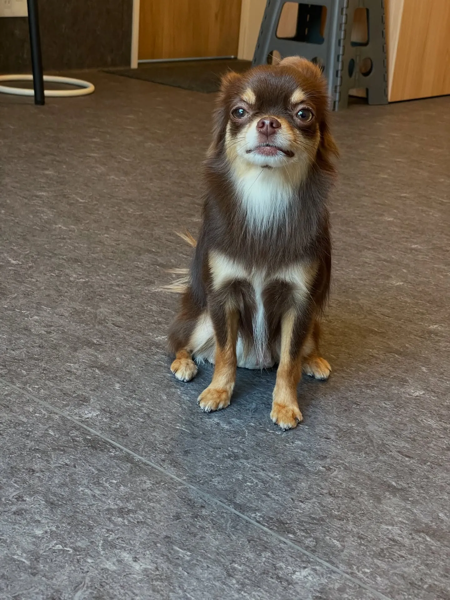 🐾✨愛犬に最高のトリミング体験を！小型・中型犬専門トリミング...