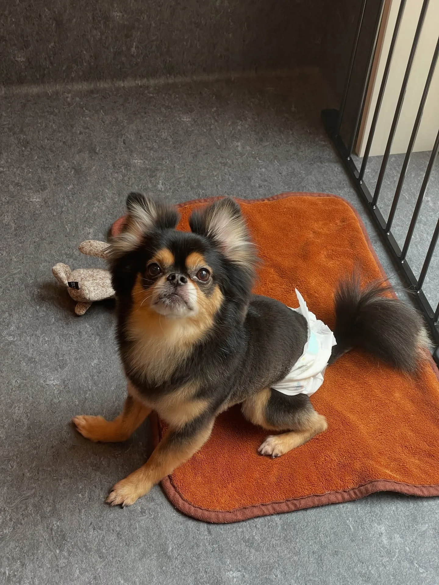 こんにちは🐾トリミングサロンUdogです!福岡市東区でオーナ...