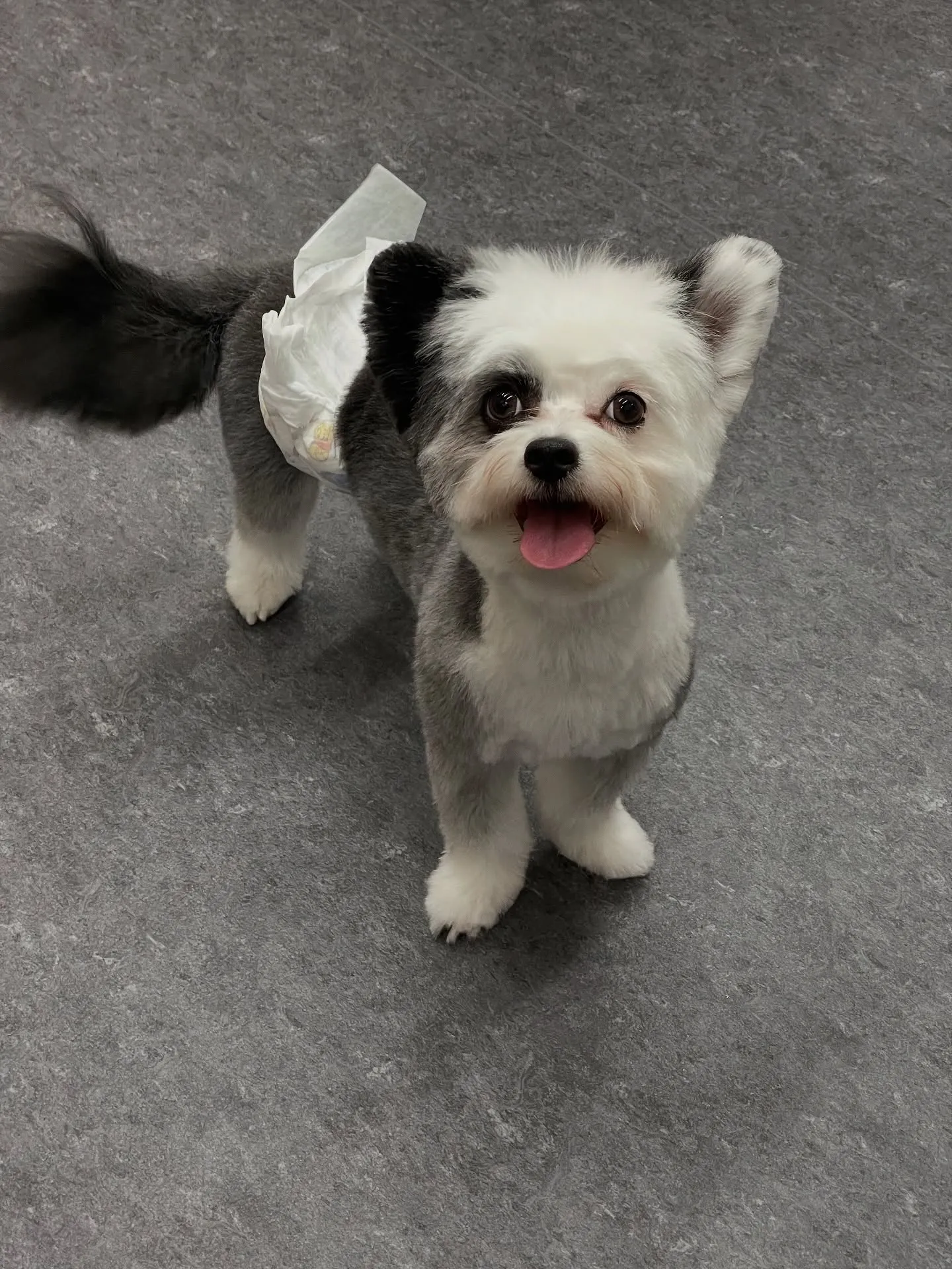 🐶✨ こんにちは、福岡市東区にあるプライベートドッグサロン「...