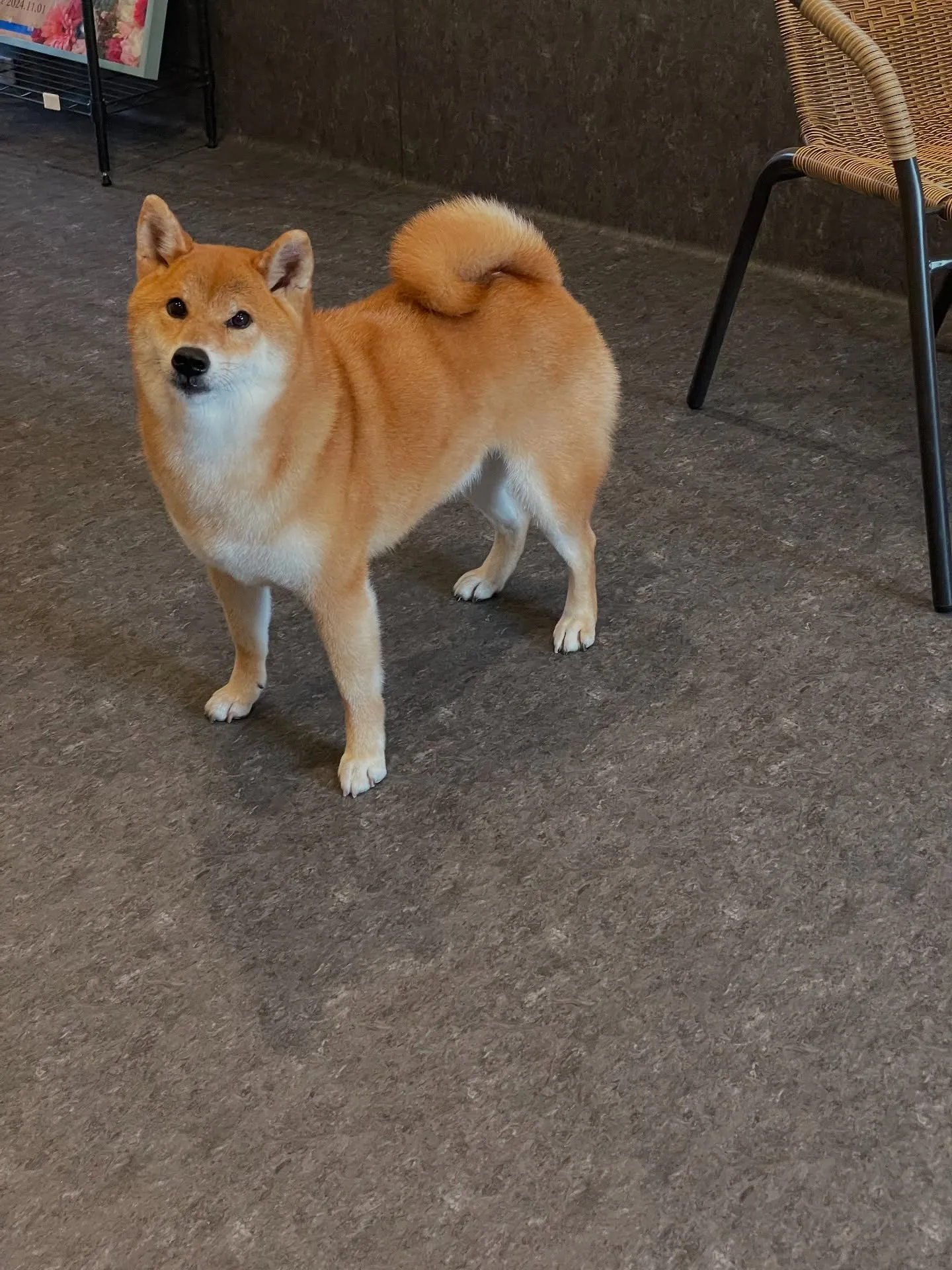 🐶✨ こんにちは、福岡市東区にあるプライベートドッグサロン「...