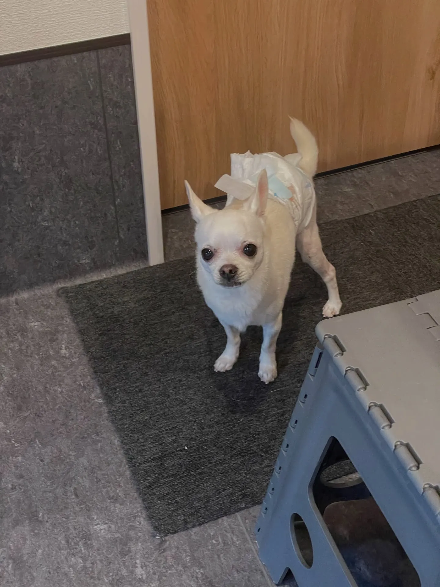 🐶✨ こんにちは、福岡市東区にあるプライベートドッグサロン「...