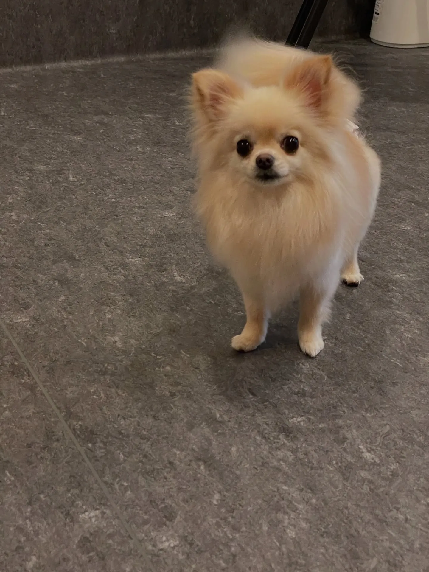 福岡市東区の隠れ家的なトリミングサロン「udog」へようこそ...