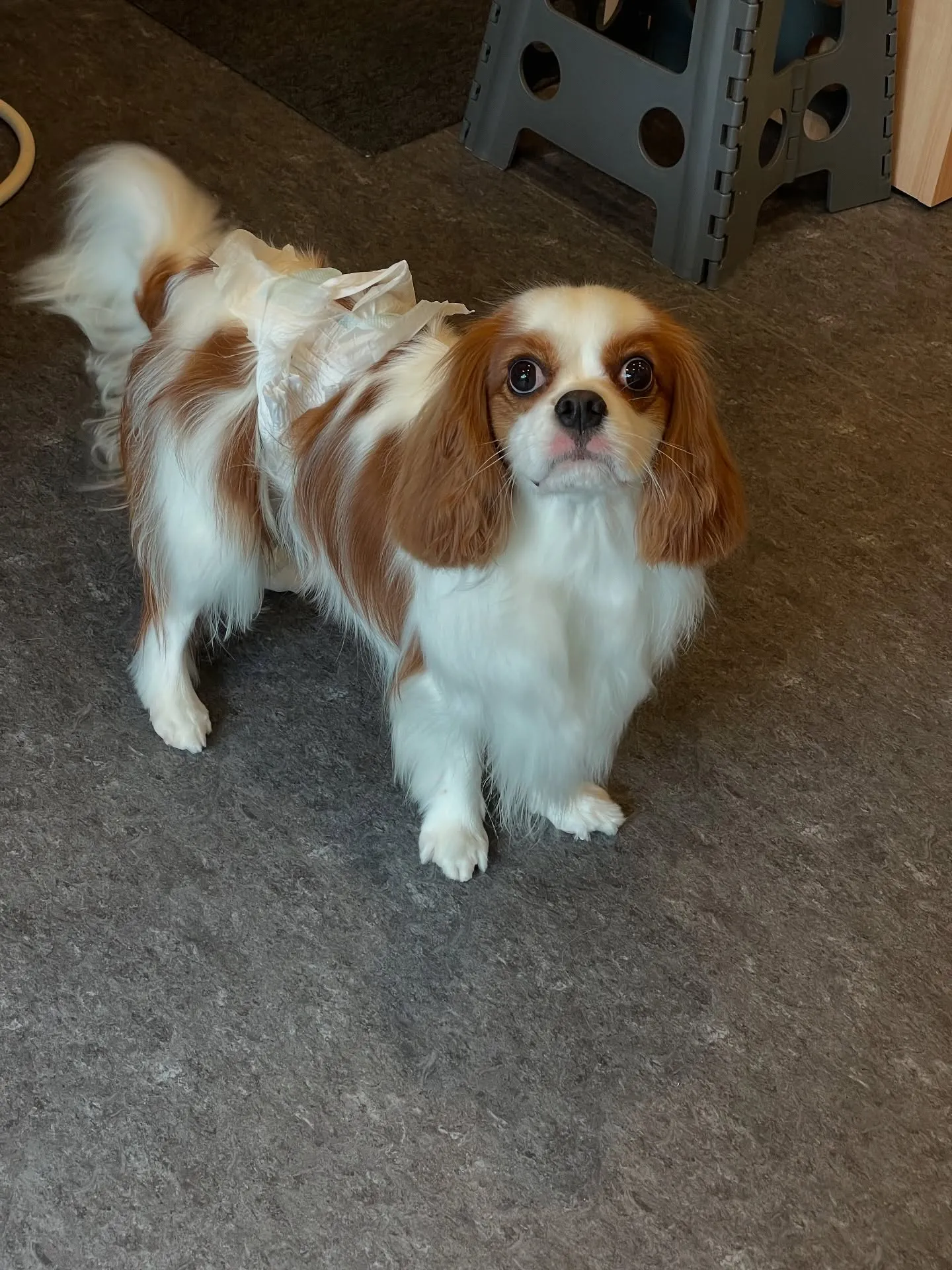 🐾✨「大好きなワンちゃんが最高に輝く瞬間をお届けします」✨🐾