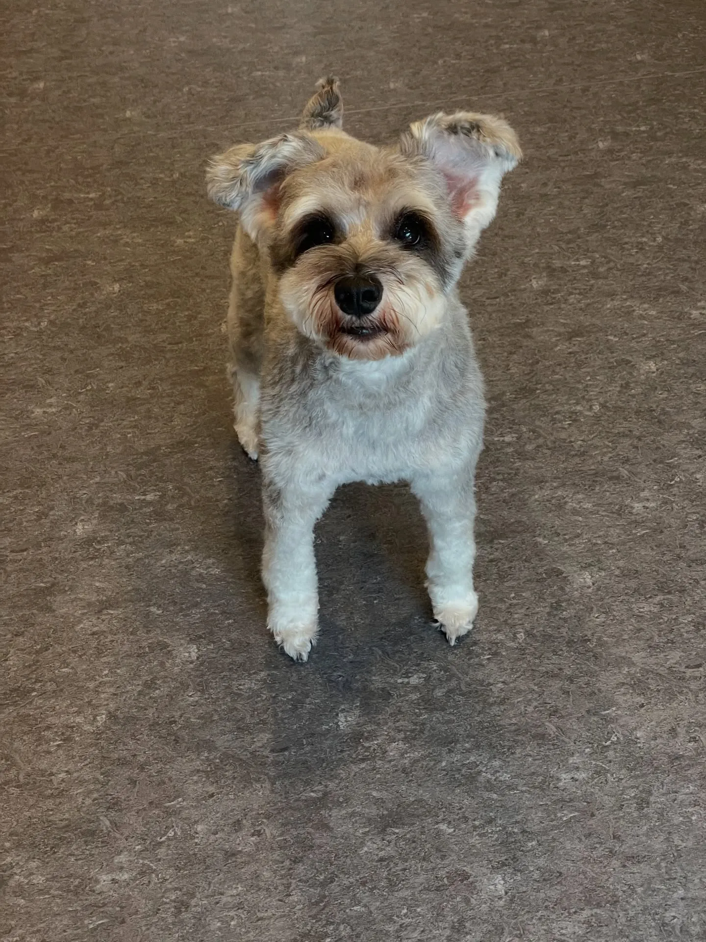 🐾✨「大好きなワンちゃんが最高に輝く瞬間をお届けします」✨🐾