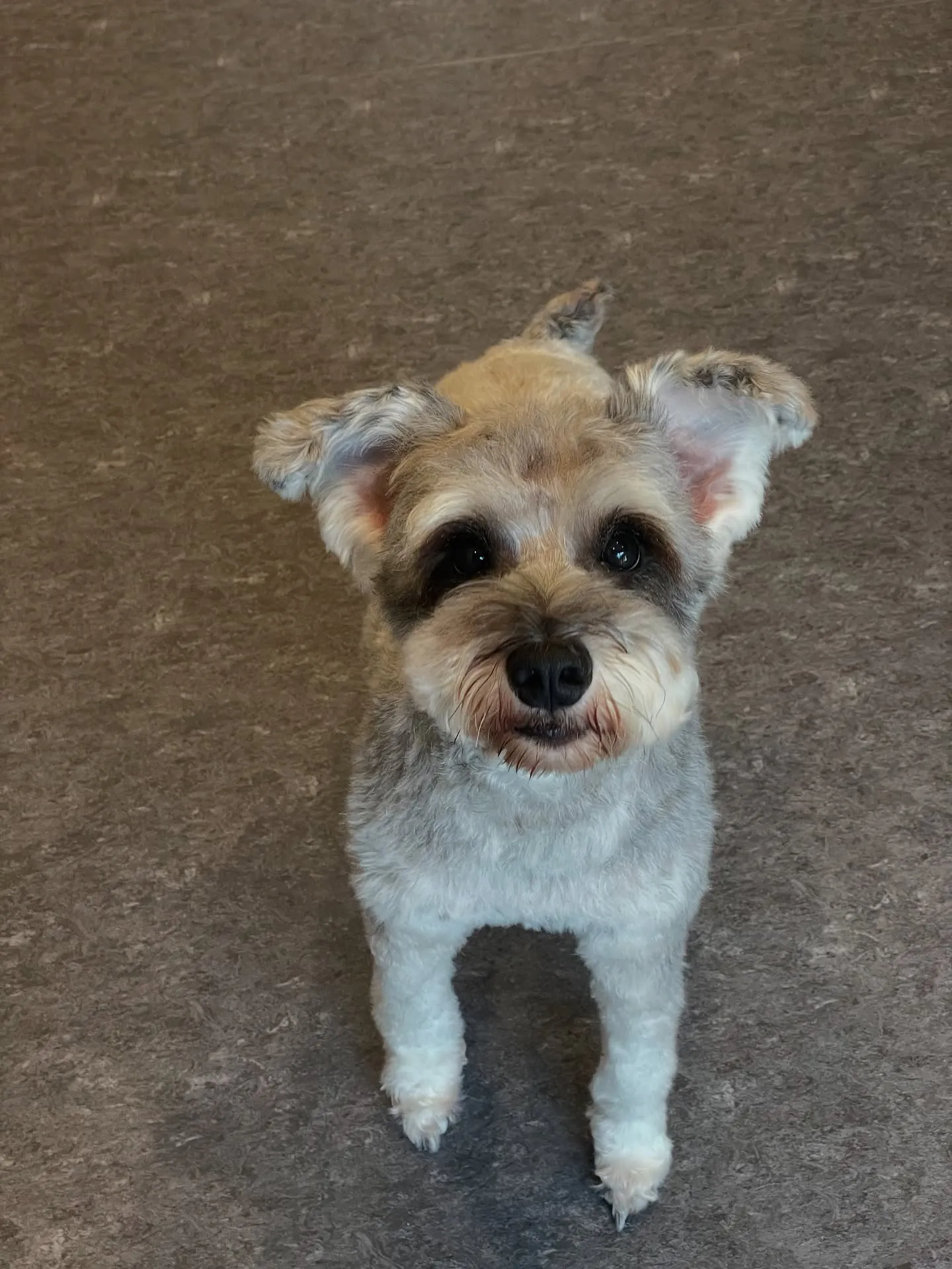 🐾✨「大好きなワンちゃんが最高に輝く瞬間をお届けします」✨🐾